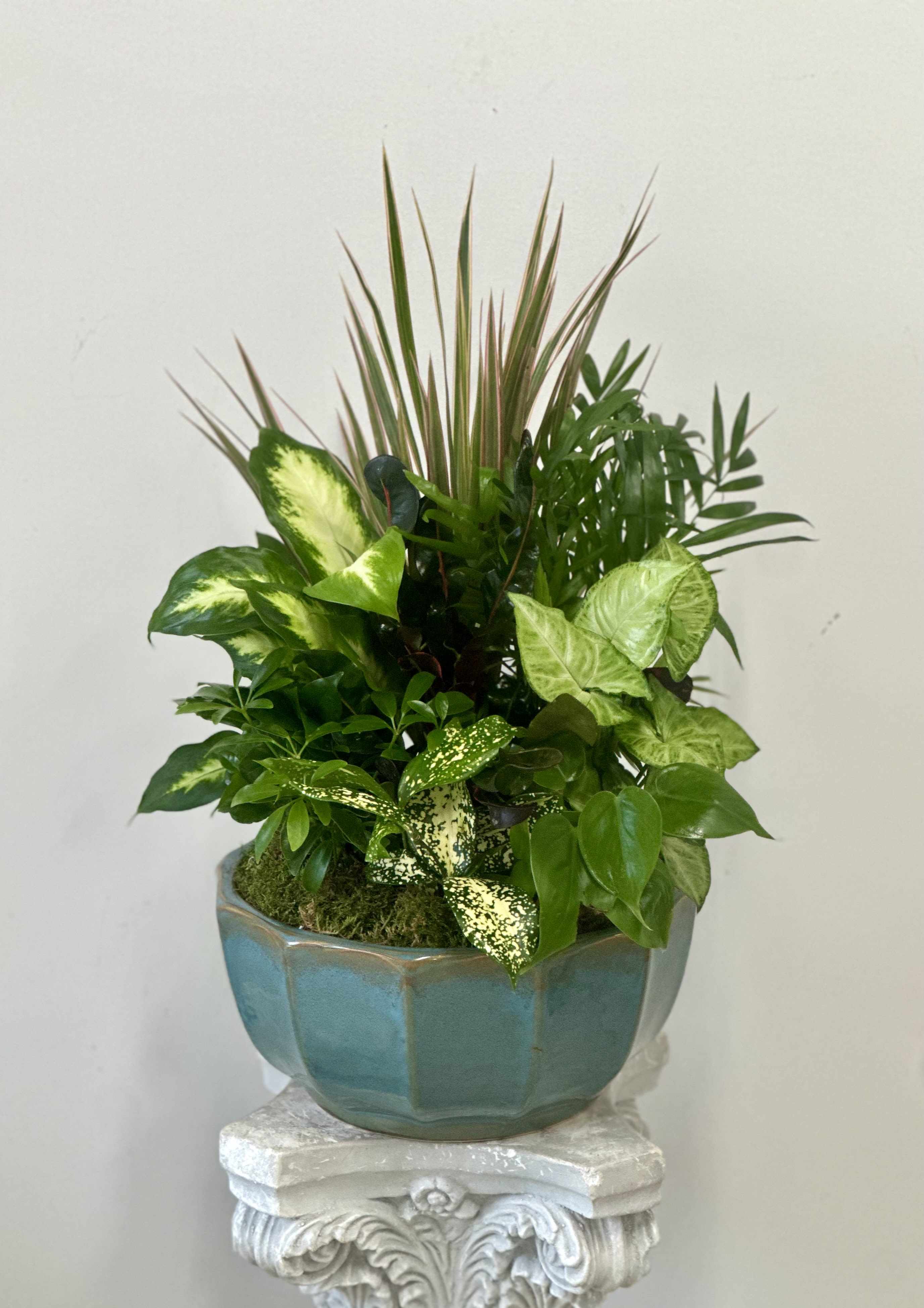 Dish Garden by Westford Florist Floral Art by Veny 12-inches - Indulge in the opulence of nature with our exquisite Dish Garden 12-inch. Elevate your surroundings with a touch of sophistication, courtesy of lush green plants nestled in a sleek ceramic pot. This meticulously crafted arrangement is sure to add a luxurious element to any room. Bring the beauty of the outdoors inside and treat yourself or someone special to a gift that exudes elegance and style. Transform your home or office into a sanctuary of tranquility with this timeless piece from Westford Florist. Experience the ultimate blend of nature and glamour - order your Dish Garden today.