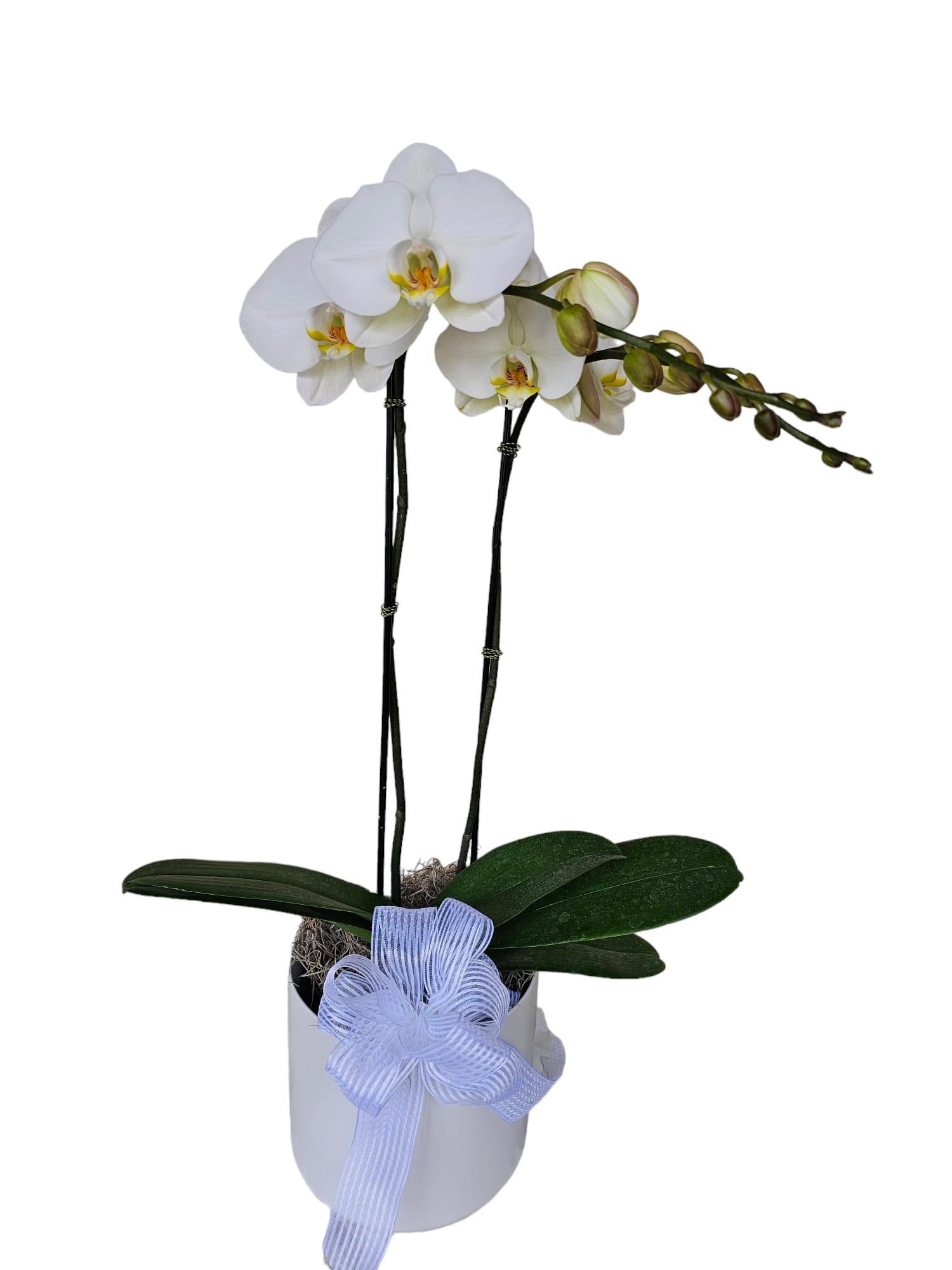 Potted white orchid plant with two tall stems in a white container with a white bow