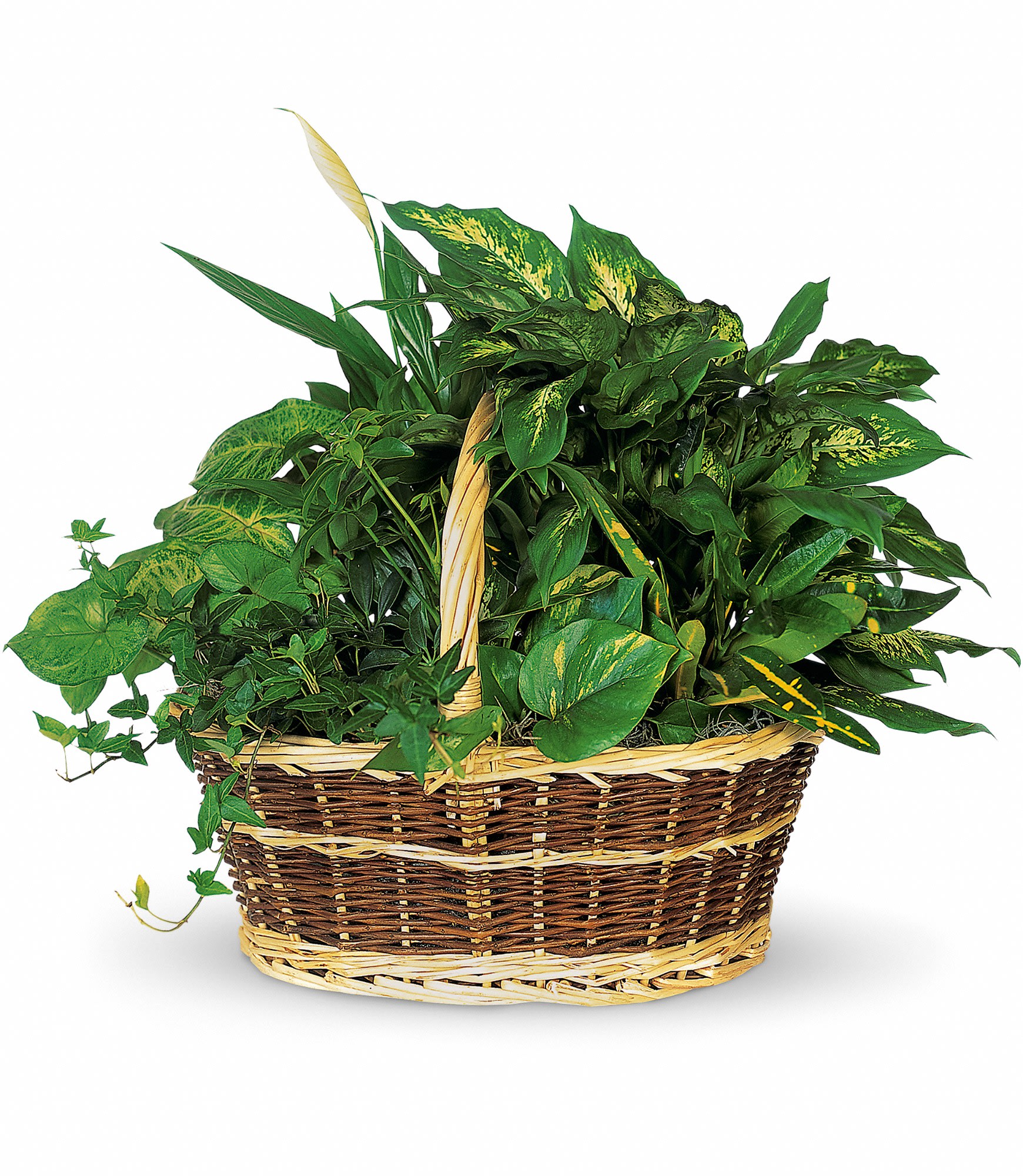 Large Basket Garden - This impressive garden of indoor plants will be a warm welcome to any home or office. And you'll get glowing reviews for sending it. Plant assortment and basket style may vary.  Plants such as ivy, pothos, dieffenbachia, schefflera and syngonium plants arrive together in a wicker basket with handle.  Approximately 19" W x 16" H  Orientation: All-Around      As Shown : T212-1A   