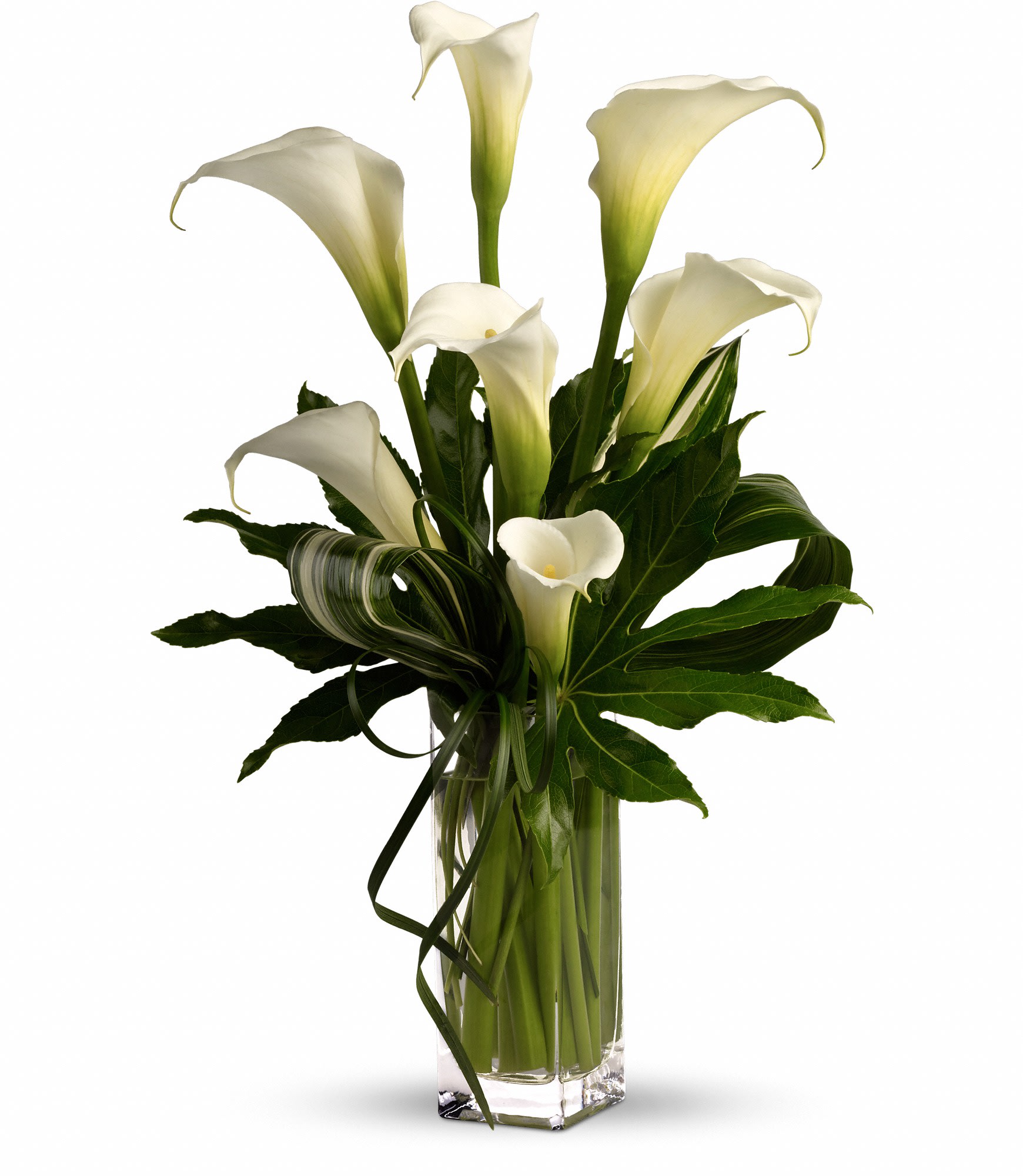 My Fair Lady - This stunning arrangement is a vision in green and white,distinctive and stately. ** we recommend you call to order as callas are not always available** Graceful full sized white callas mixed with dramatic light and dark greens ( selection of greens vary according to availability) arrive in a delightful clear glass bunch vase ( vase may vary)  Approximately 15" W x 24 1/2" H  Orientation: All-Around      