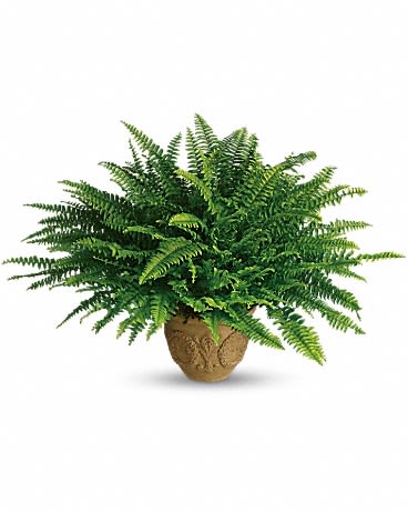 Boston Fern - Beautiful, lush green fern.  Upgrade with decorative container available.