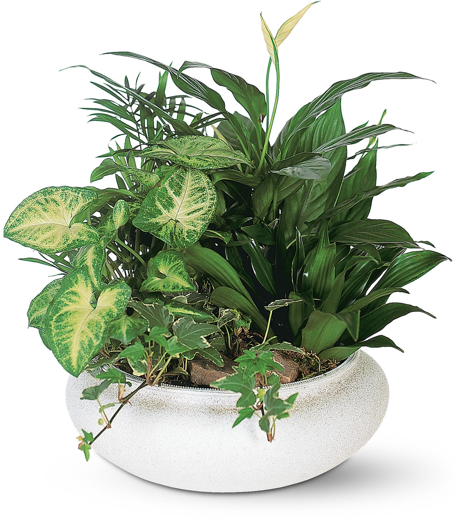 Medium Dish Garden - This low bowl filled with living plants will also carry comfort and compassion for many months to come. Perfect to send to the home or service.Vessels vary as does the exact mixture of lush green plants. Happy to add flowering plant for additional fee- please call to order this way.