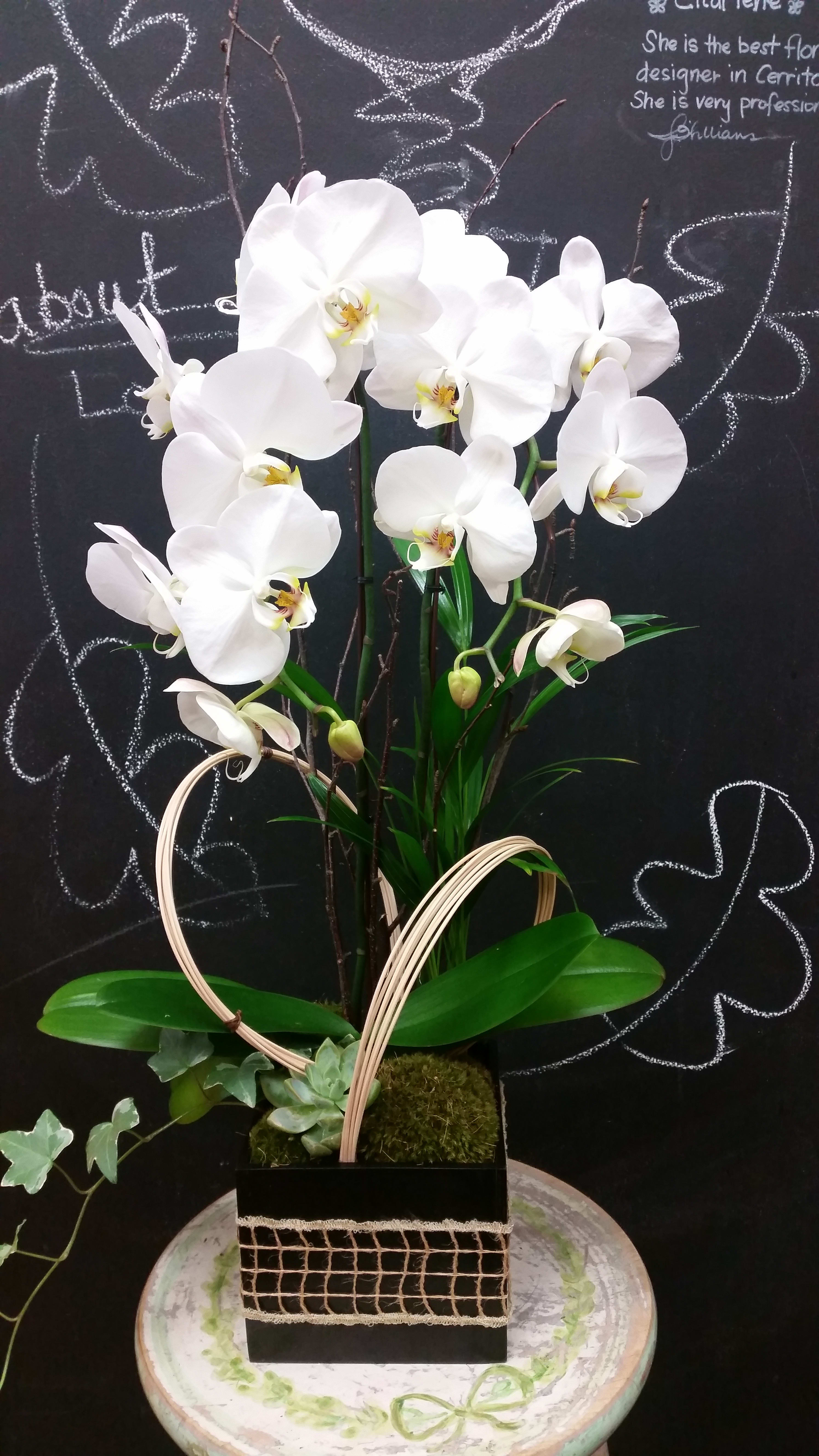 White orchid arrangement in a black square container with decorative loops