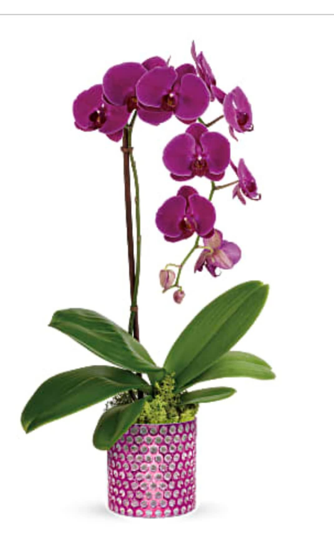 Purple orchid plant in a patterned pink pot