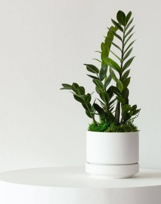 Potted green plant in a white ceramic planter