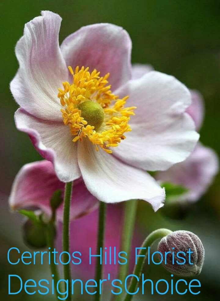 Close-up of a pale pink and white anemone flower with a yellow center