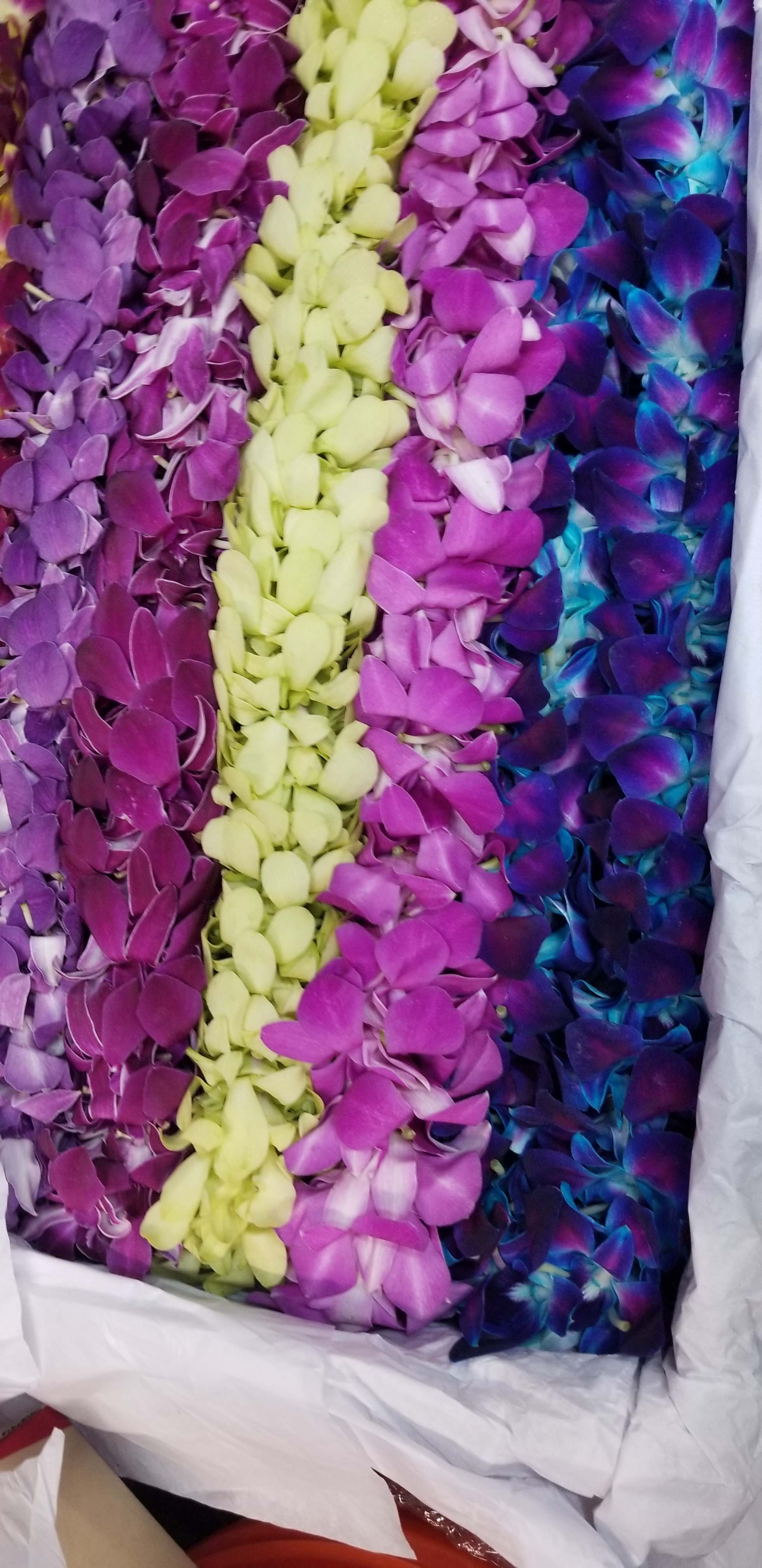 Box of colorful orchid blooms in purple, pink, yellow, and blue