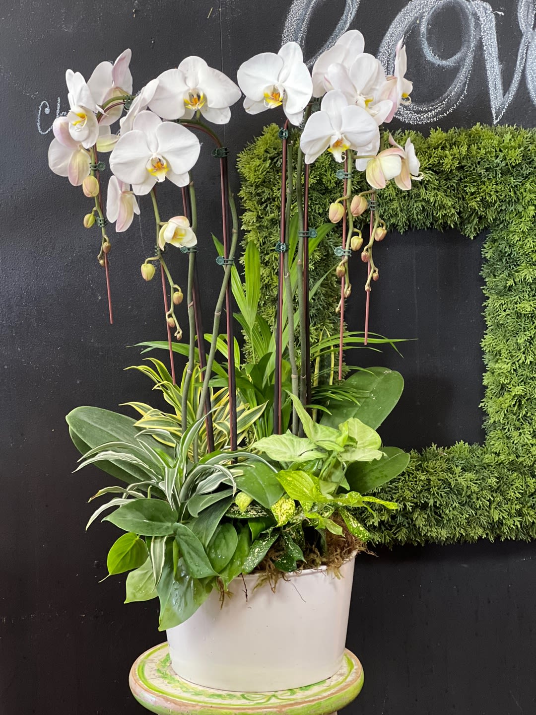 White orchids in a white pot with assorted green foliage