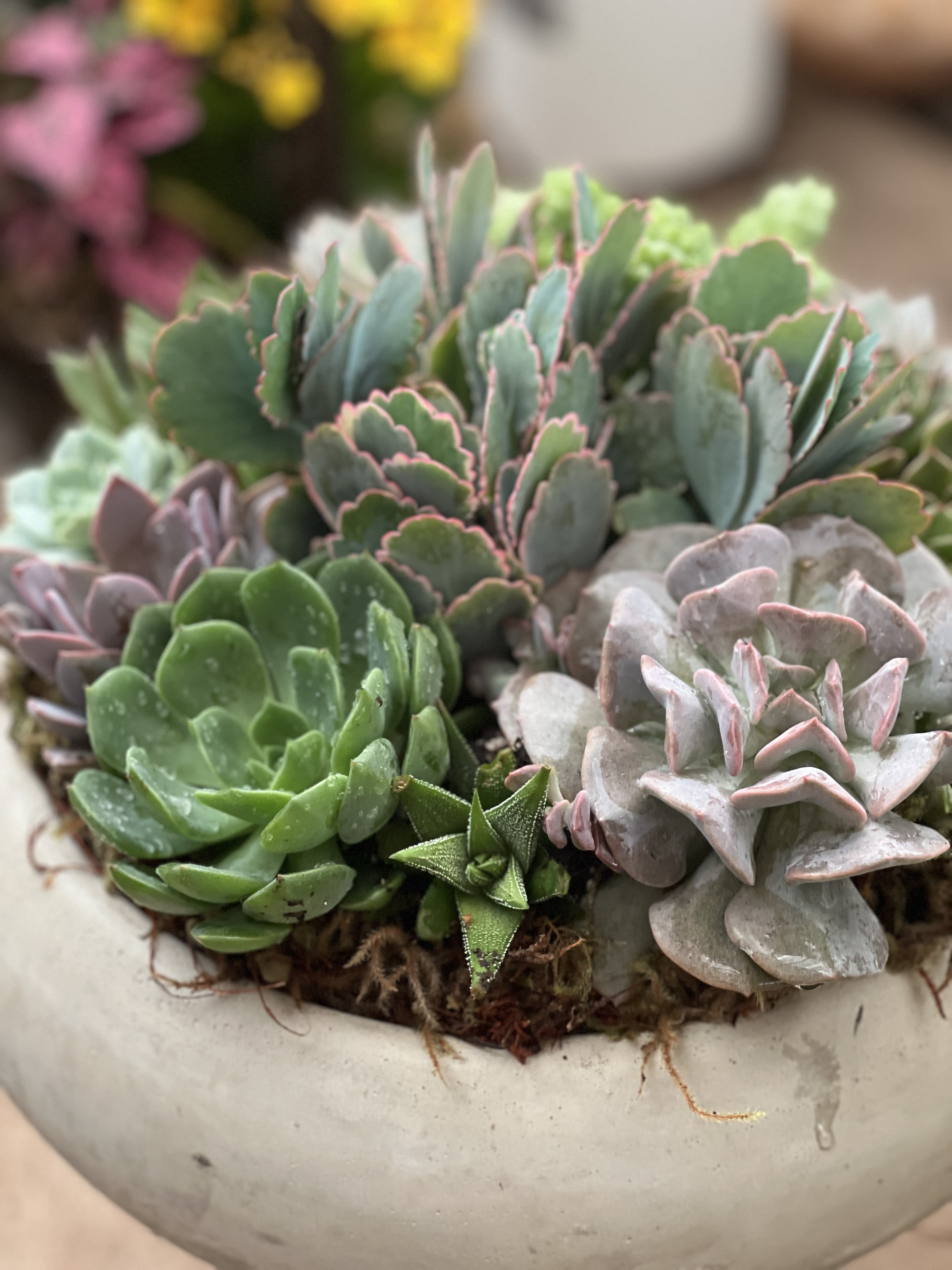 Succulent arrangement in a shallow white bowl