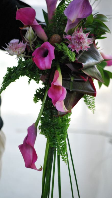 Bouquet of pink and purple calla lilies with green foliage