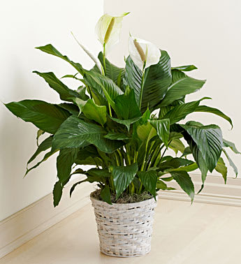 Potted peace lily with white blooms in a woven basket
