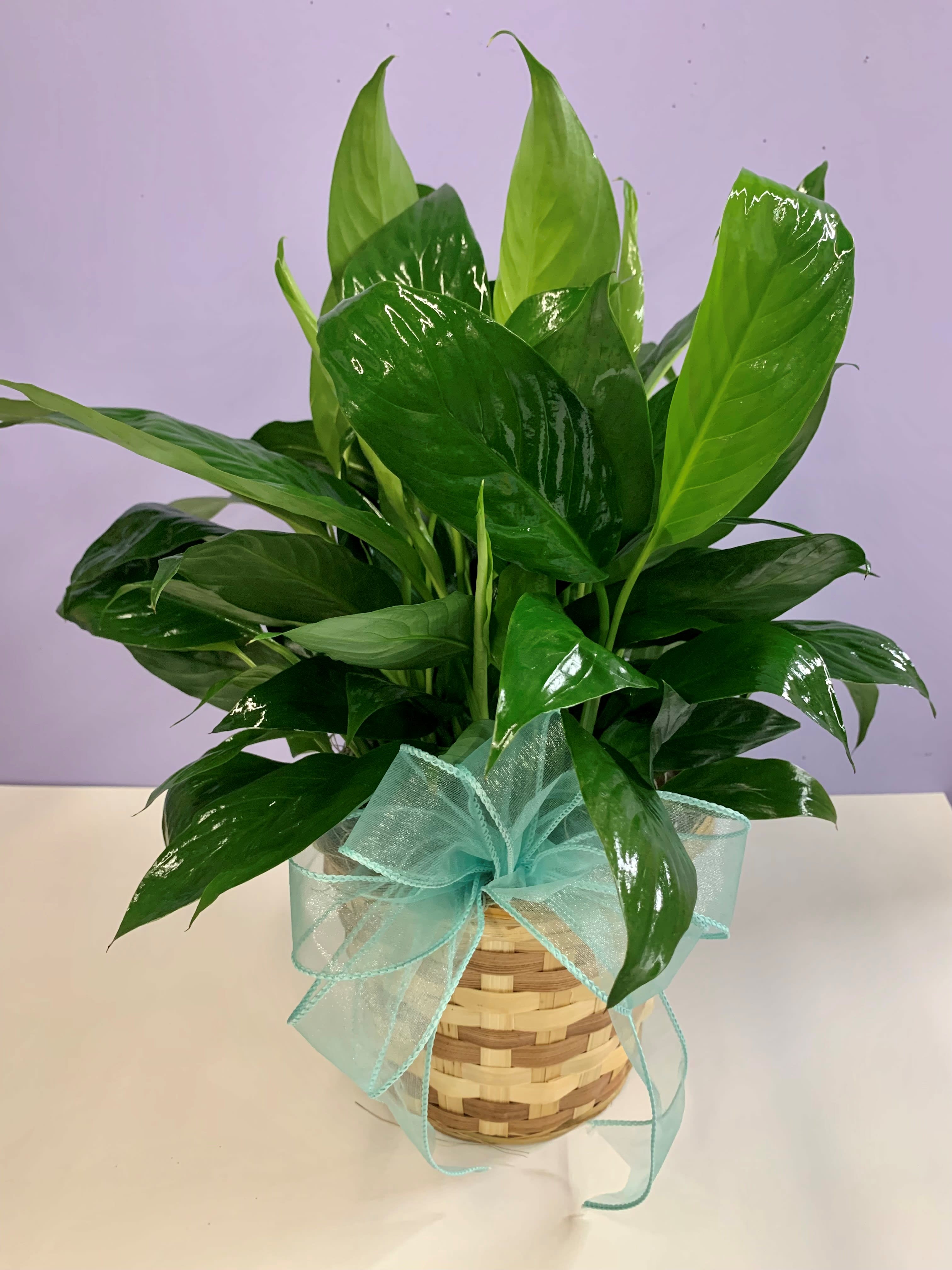 Potted green houseplant in a woven basket with a blue ribbon