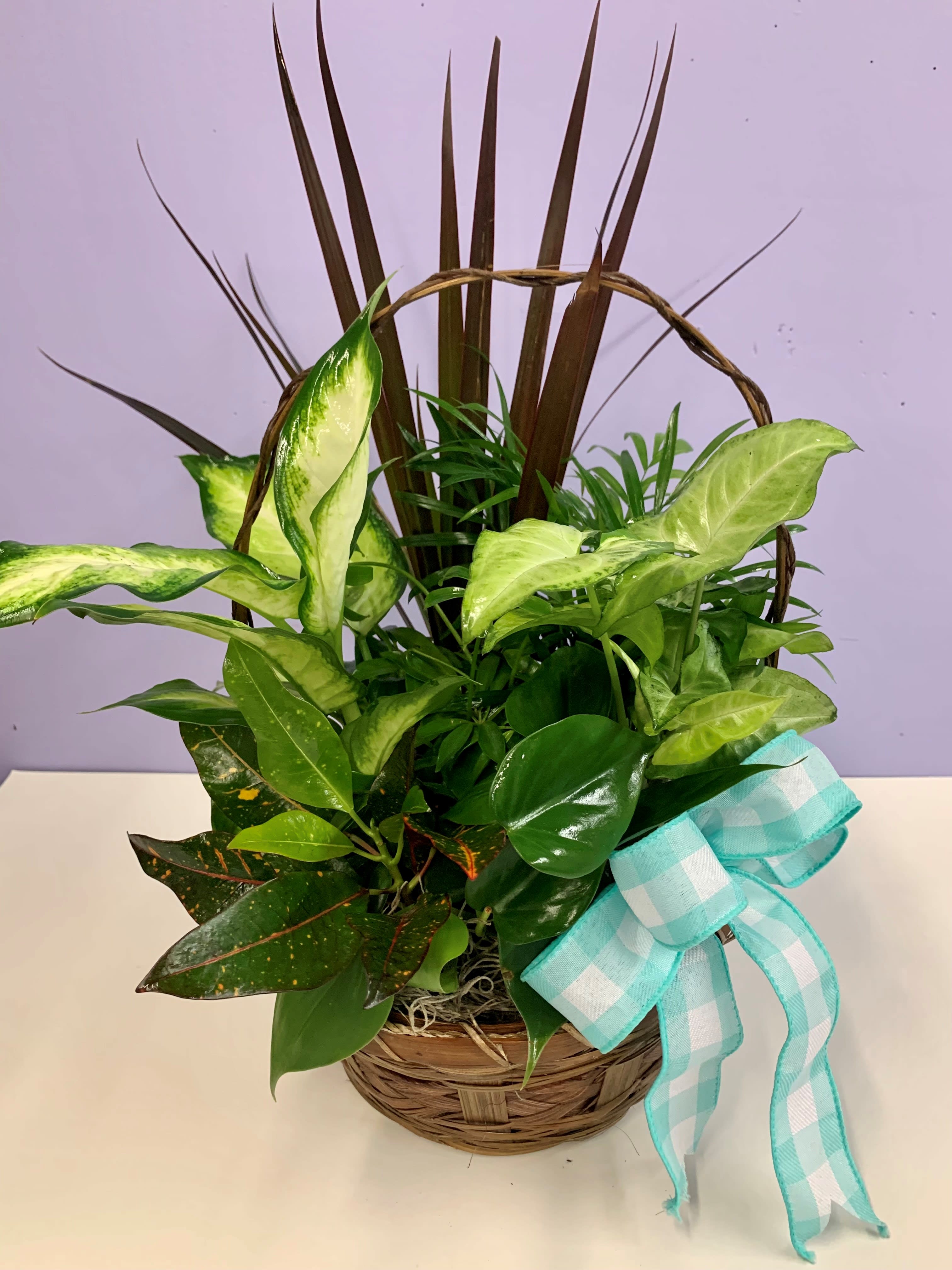 Basket of assorted green houseplants with a blue checkered ribbon