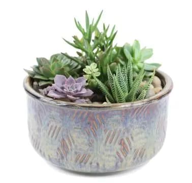 Succulent arrangement in a patterned ceramic pot
