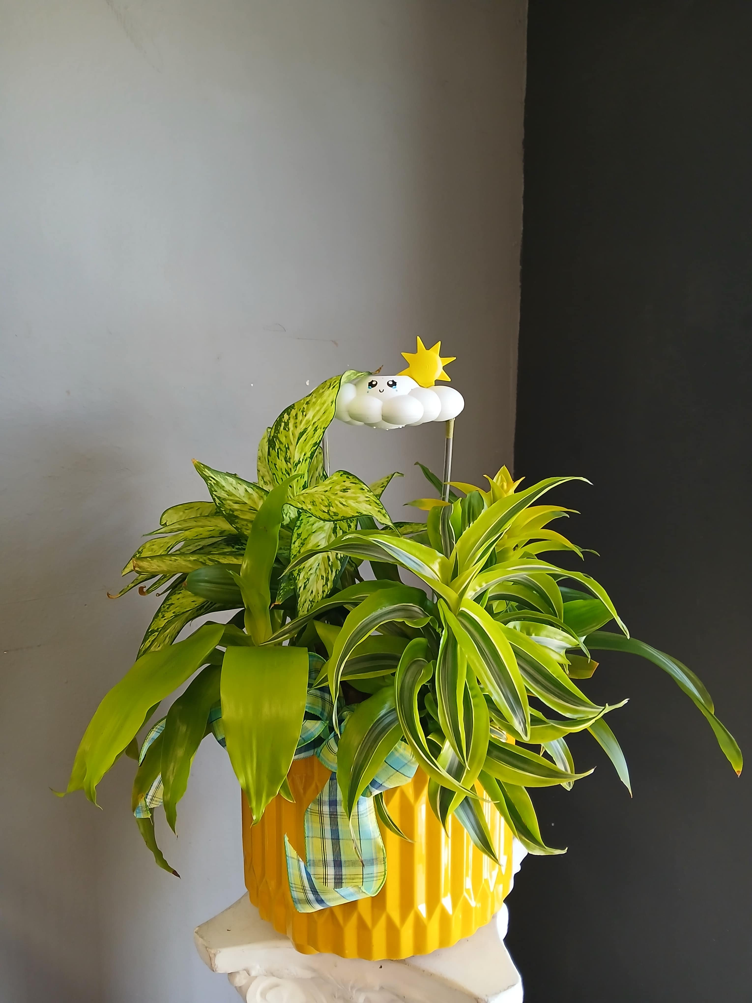 Potted green houseplants in a yellow container with a small cloud topper