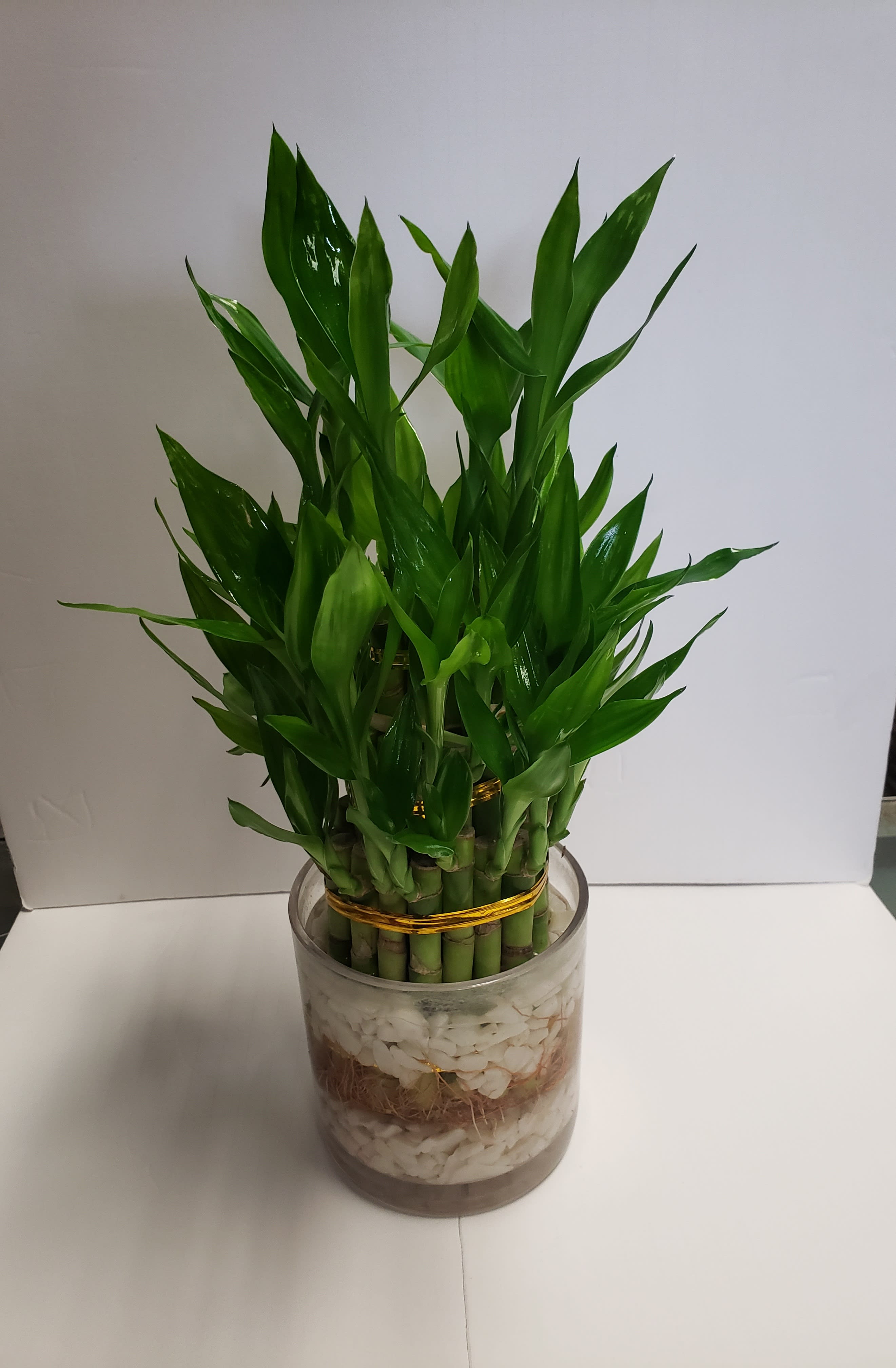 Potted lucky bamboo plant in a clear glass container