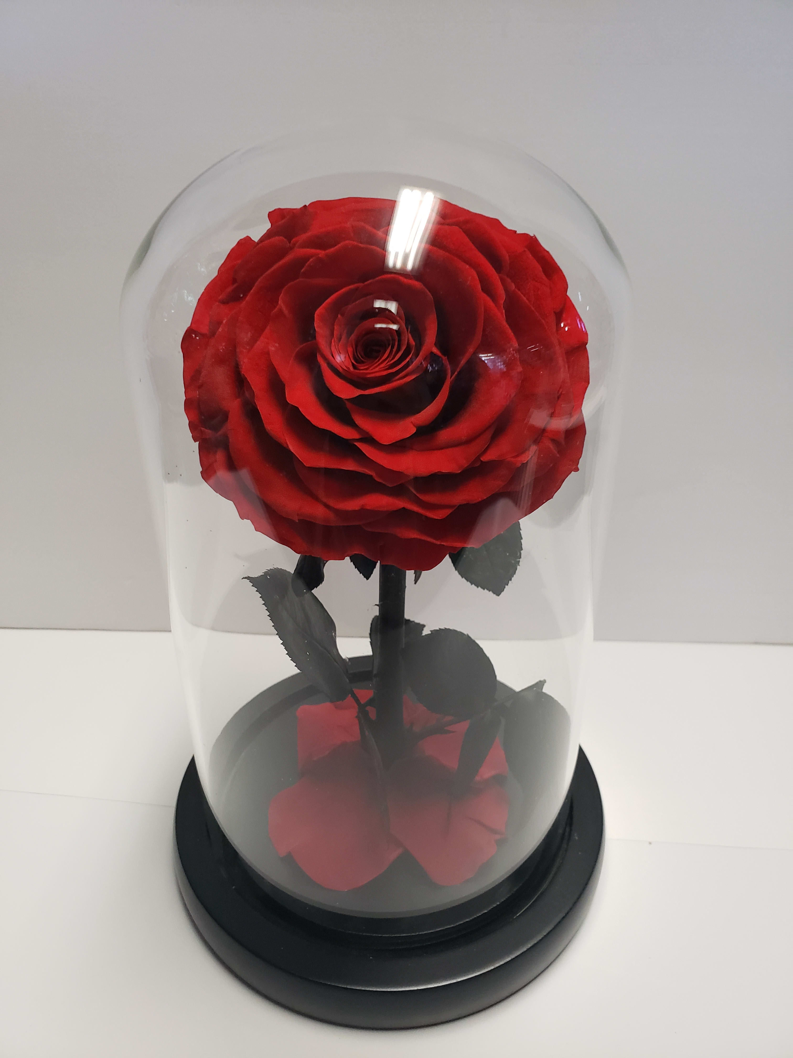 Single red rose under a clear glass dome on a black base
