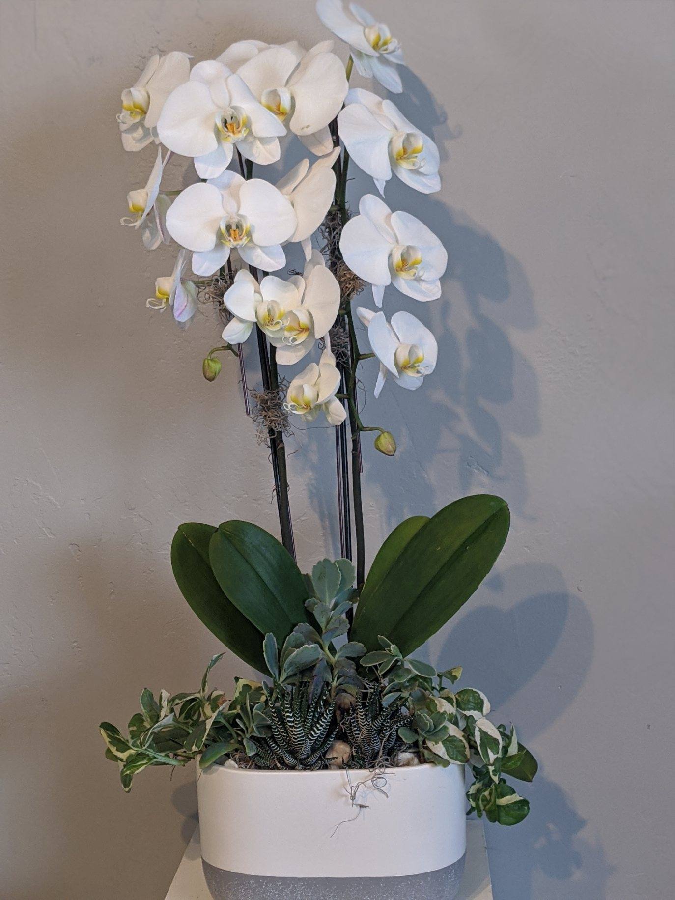White orchid arrangement in a white planter with trailing succulents