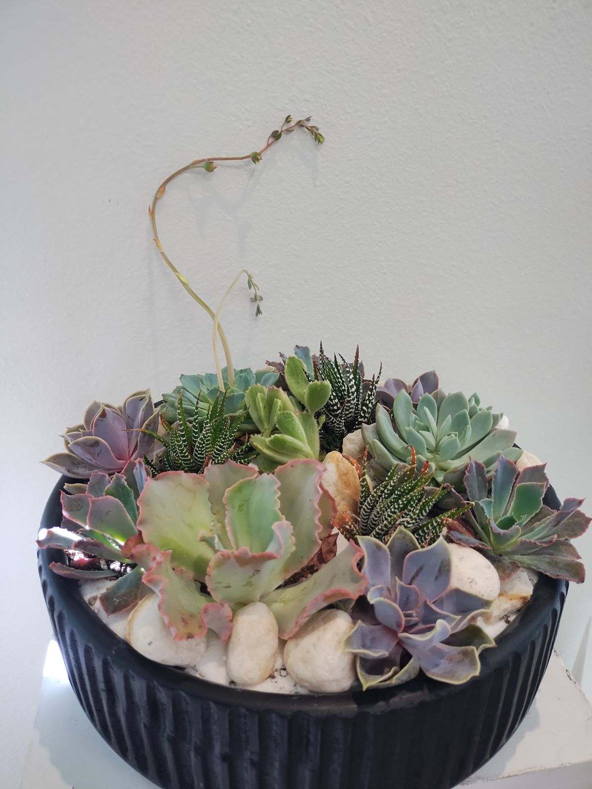 Succulent arrangement in a black bowl planter with white stones
