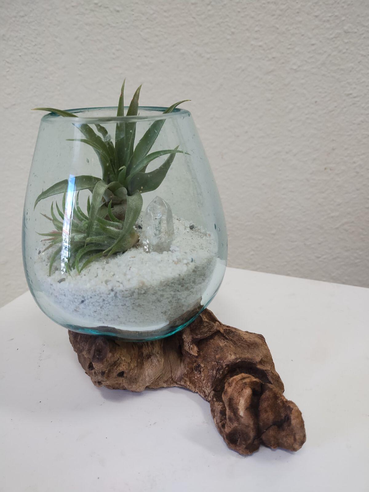 Small air plants in a glass bowl on a wood base