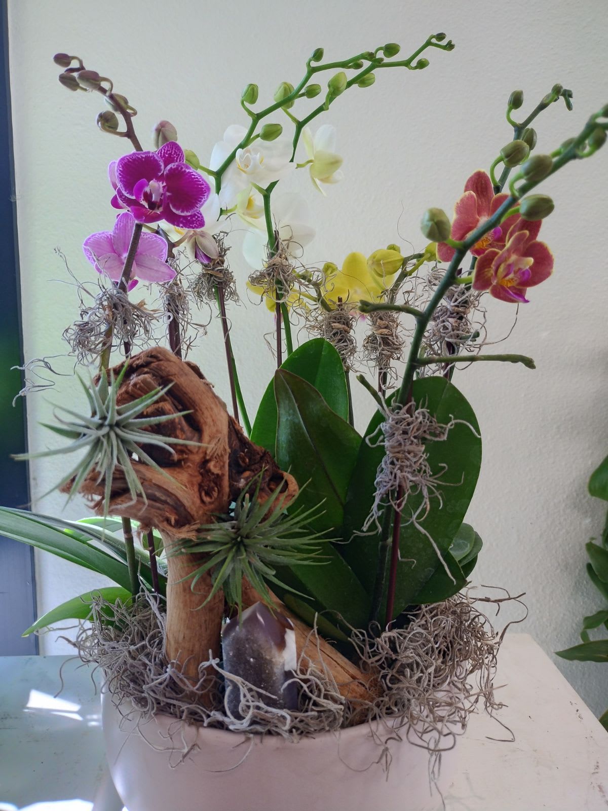 Potted orchid arrangement with pink, white, yellow, and red blooms