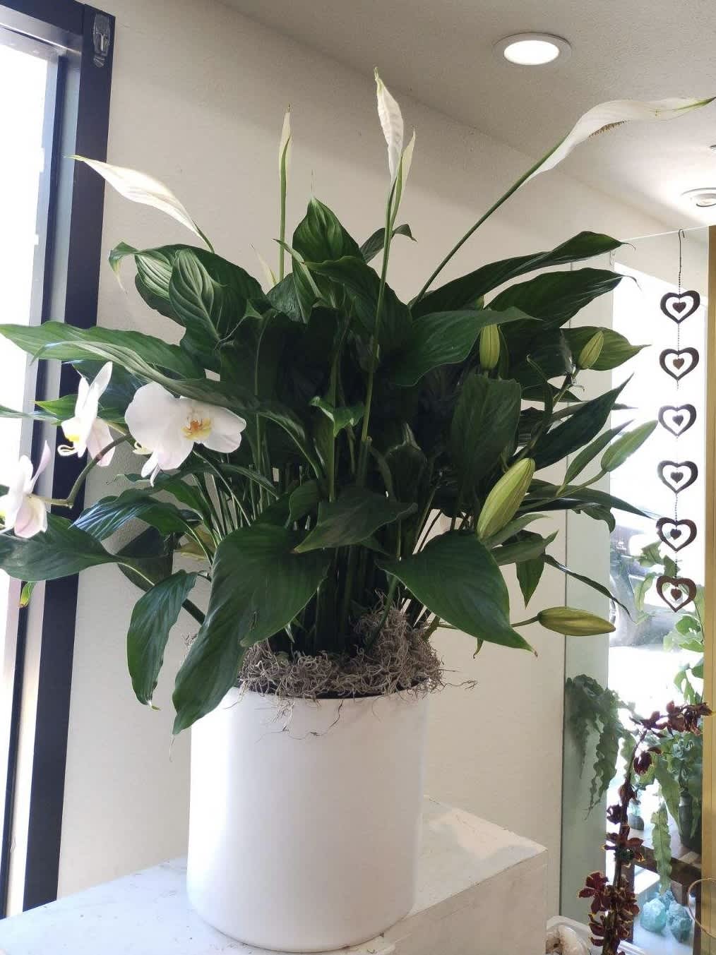 White peace lilies in a tall white pot