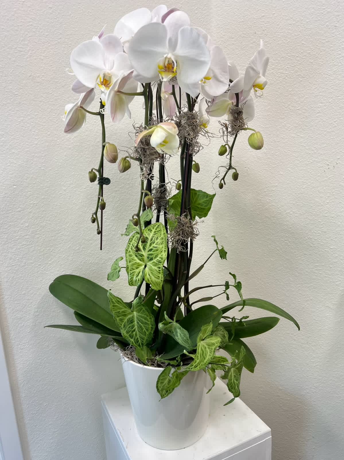 White orchid plant in a white pot with trailing green foliage