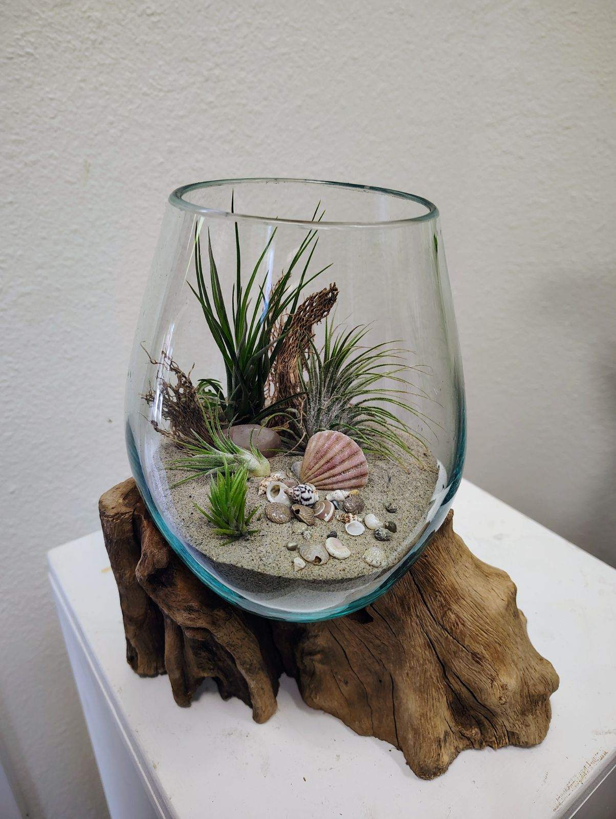Glass terrarium with small air plants, sand, and seashells on driftwood