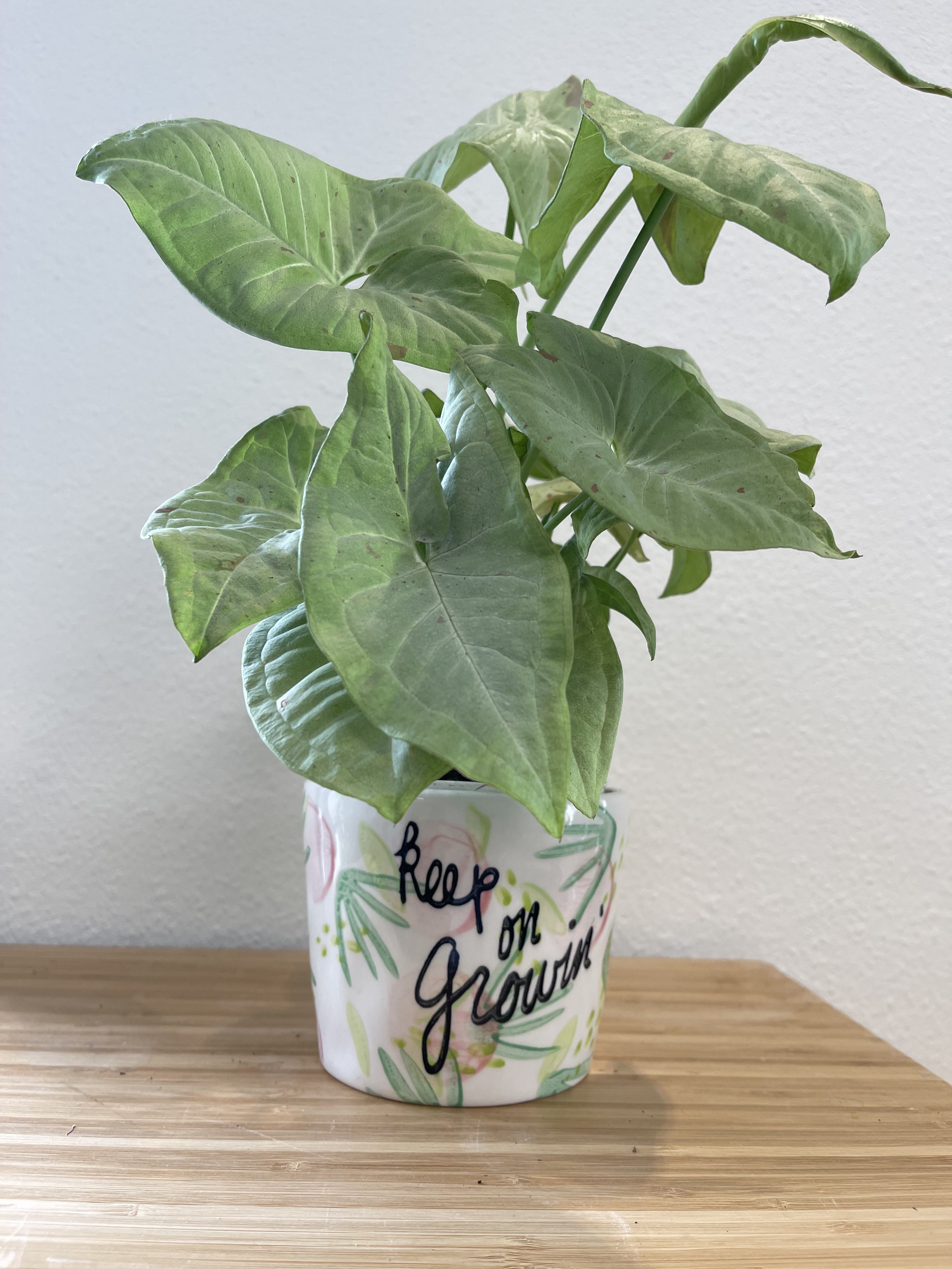 Potted green arrowhead plant in a decorative ceramic pot