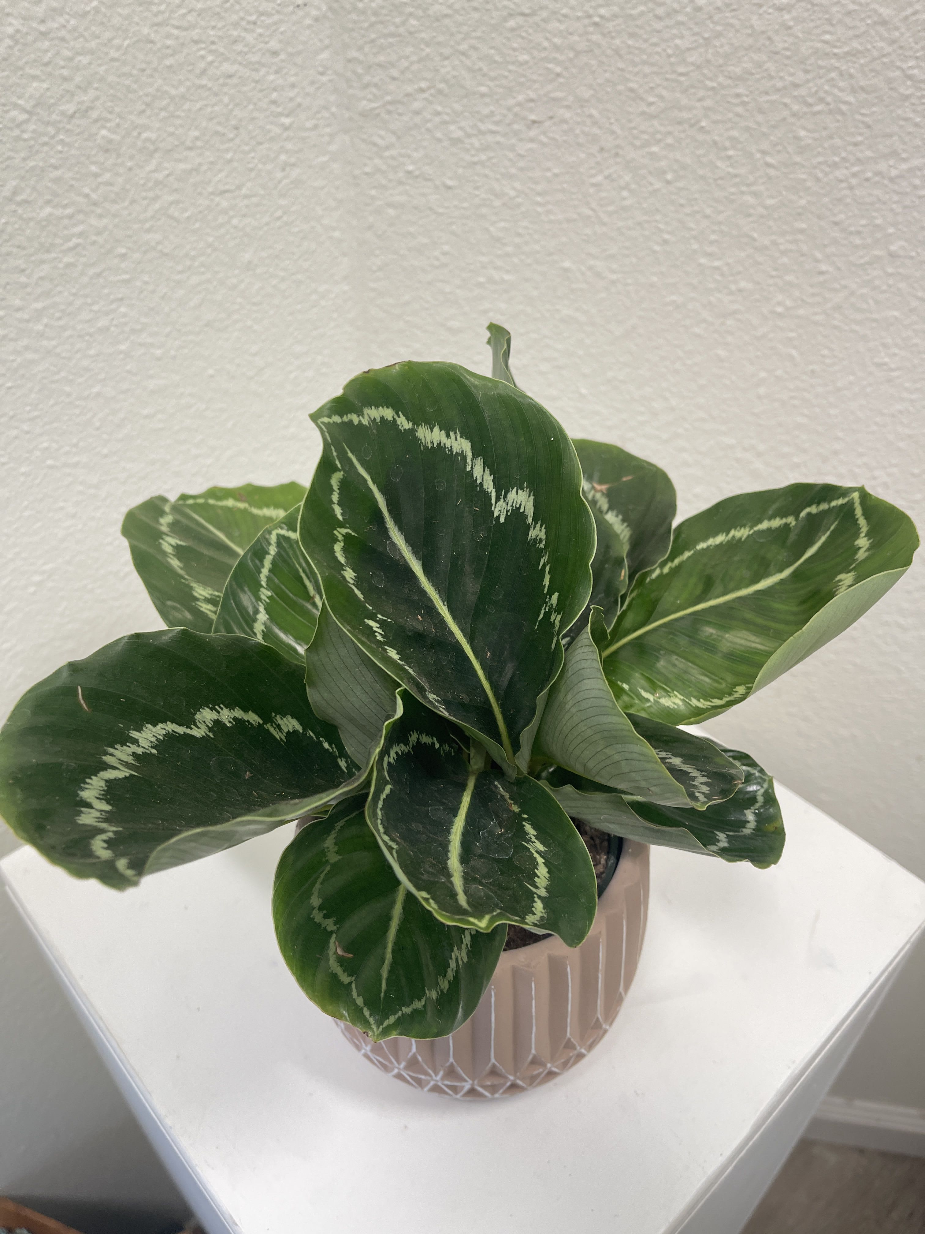 Potted green houseplant with patterned leaves in a pink ceramic pot