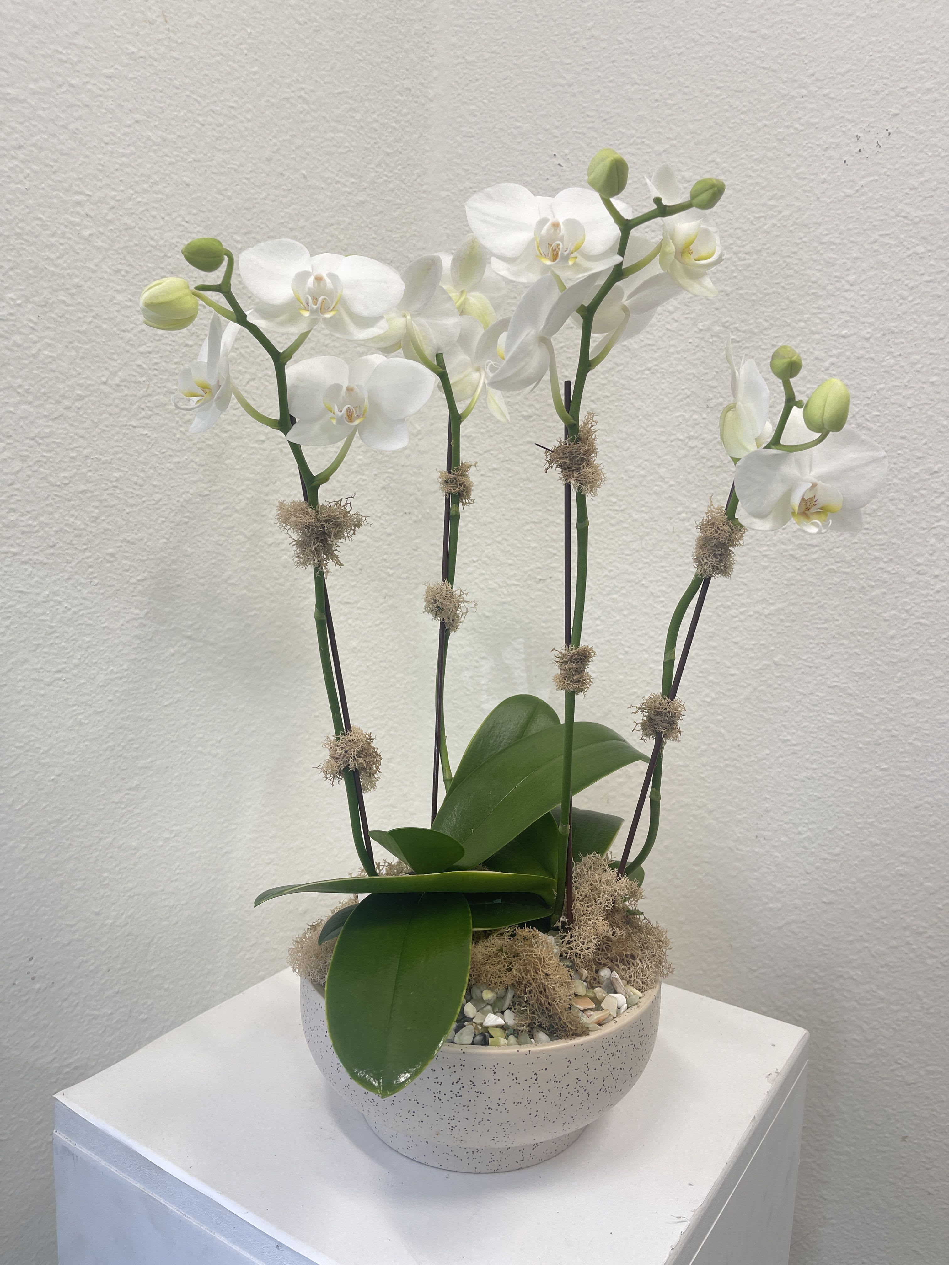 White orchid plant in a speckled bowl planter
