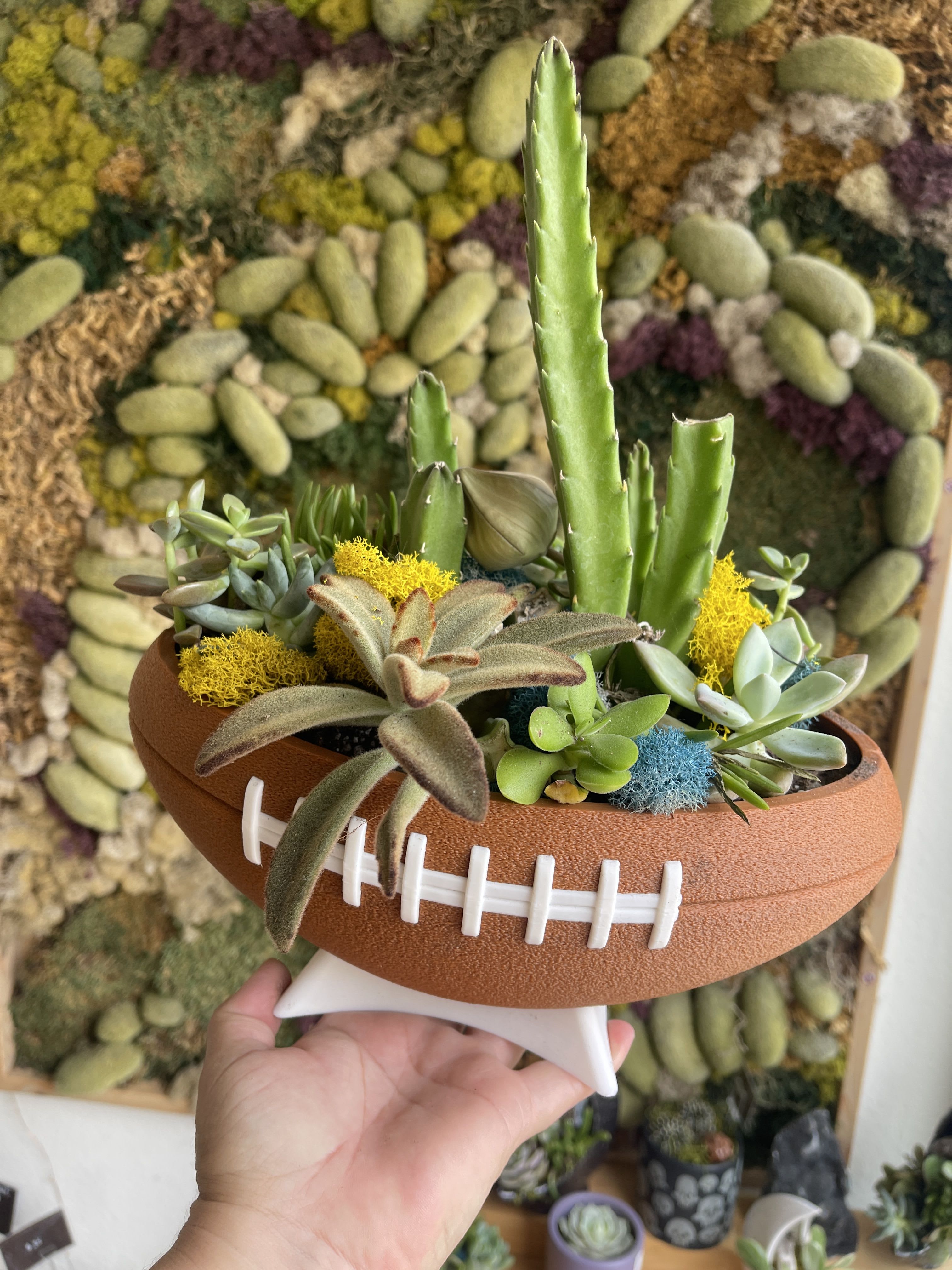 Football-shaped succulent arrangement in a terracotta planter