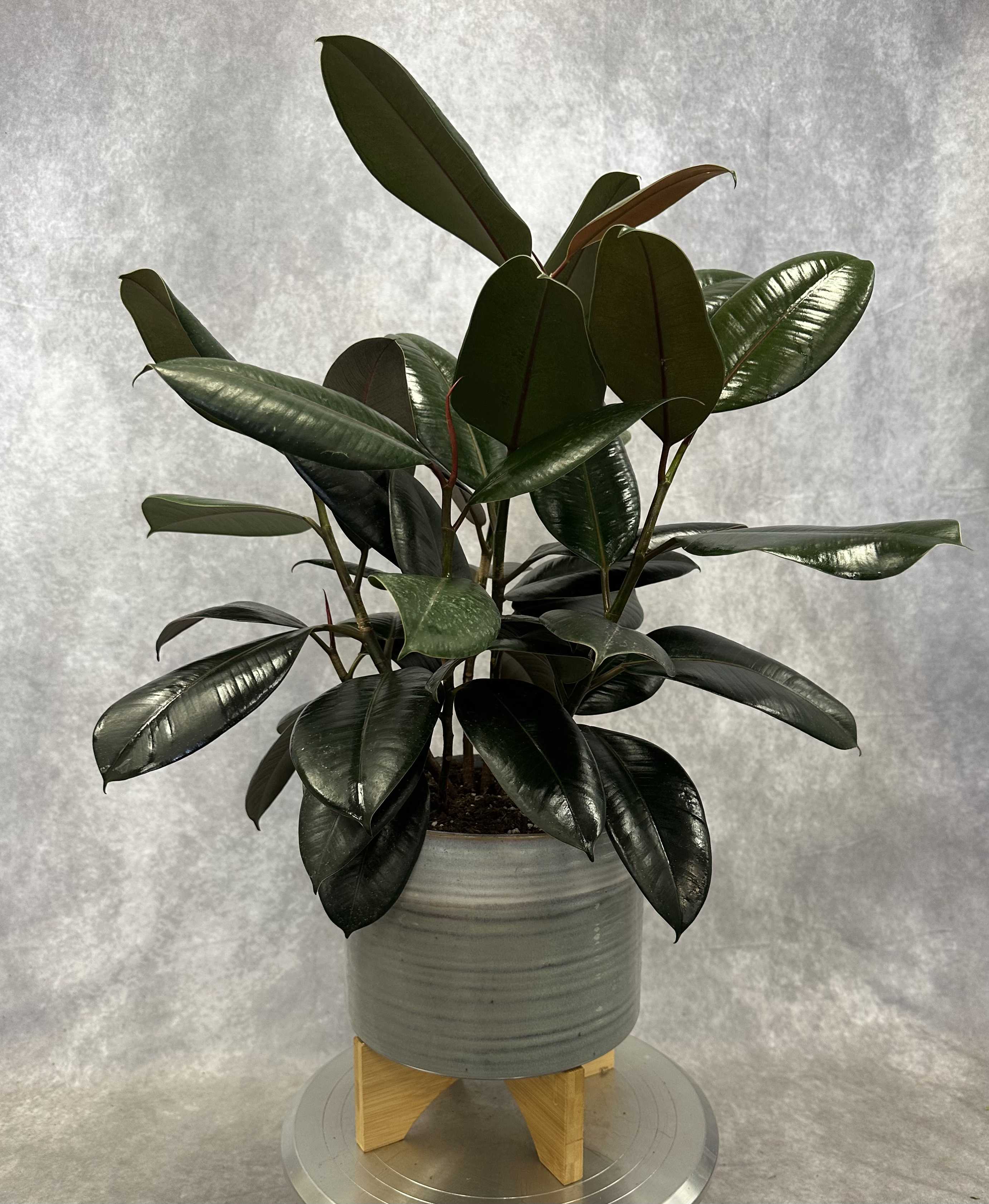 Potted rubber plant with glossy dark green leaves in a gray ceramic planter