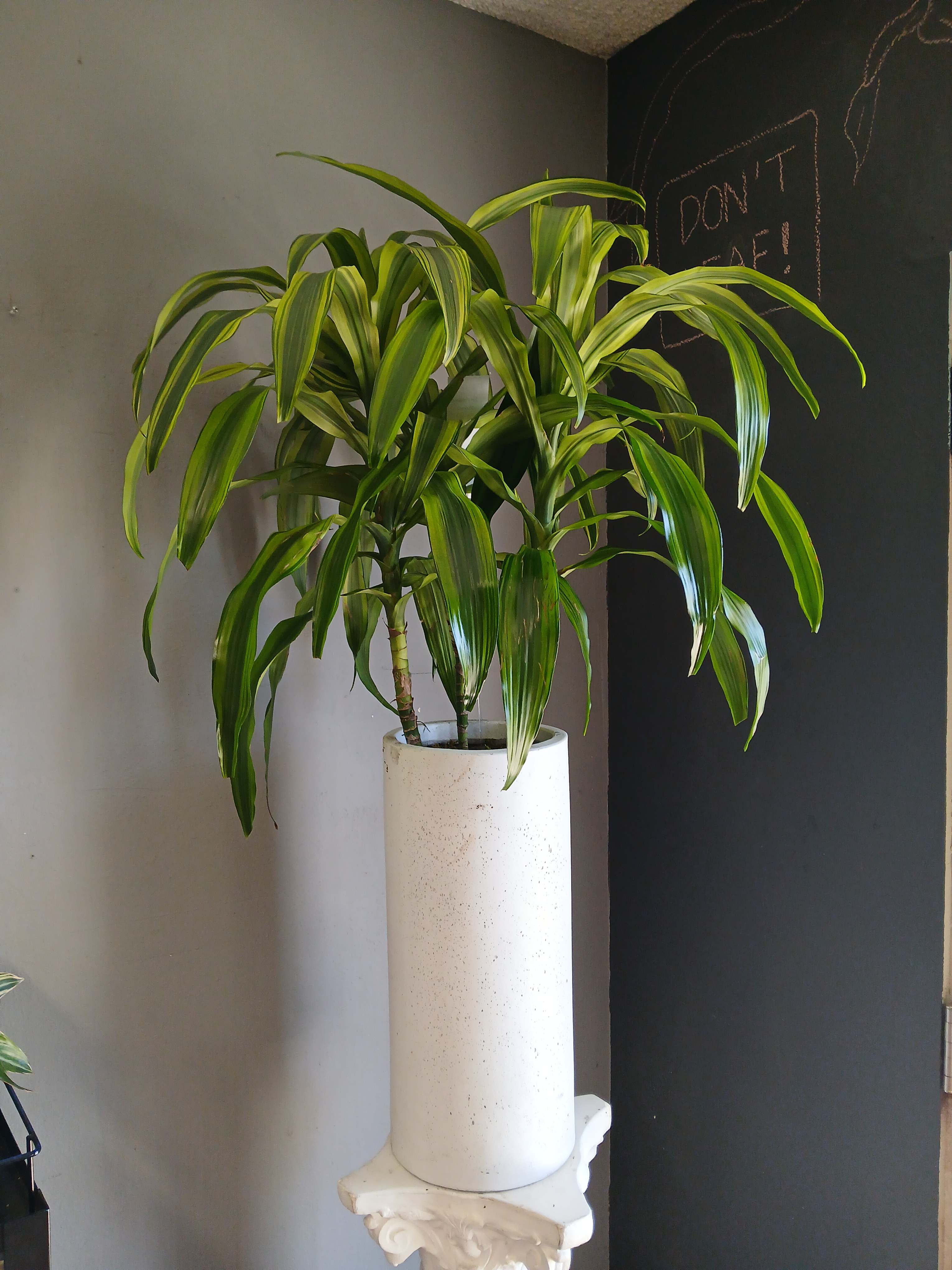 Potted dracaena plant in a tall white planter
