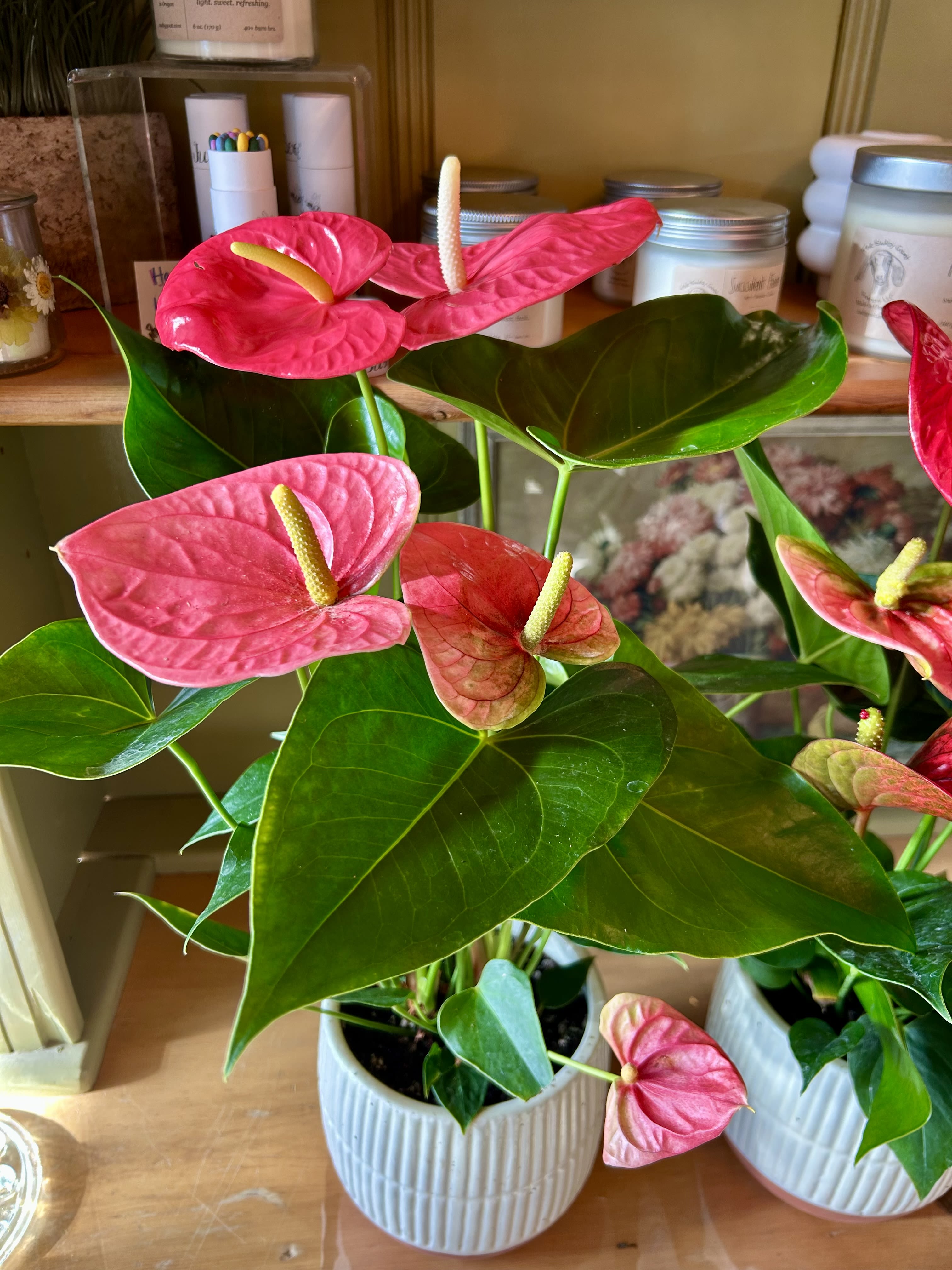 Pink anthurium plants in white ribbed pots