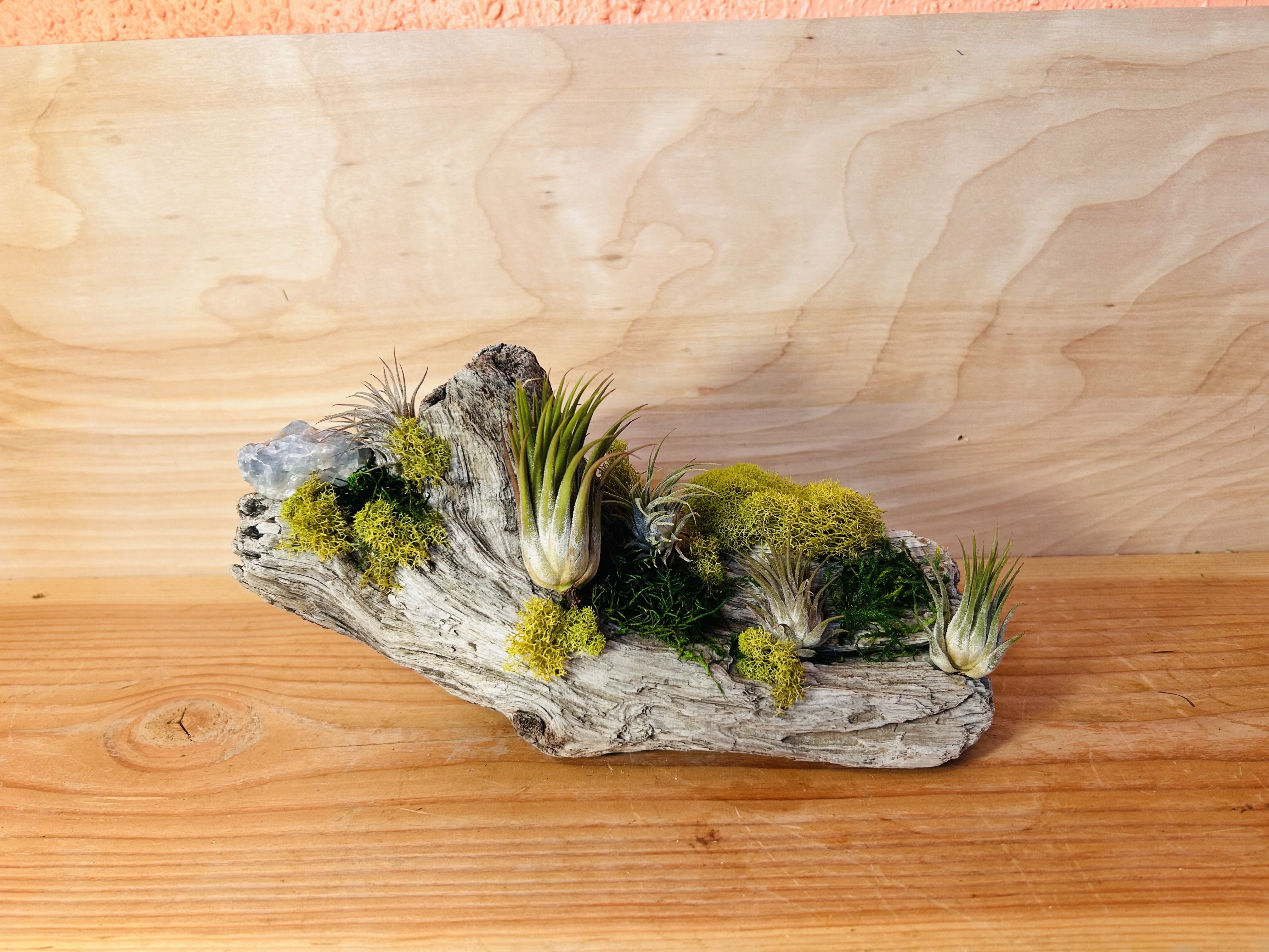 Driftwood Air Plant Garden - A sculptural tabletop garden built on weathered driftwood-this Driftwood Air Plant Garden brings a rustic, modern feel to everyday spaces and makes a thoughtful casual gift. Designed as a low, horizontal display rather than a traditional bouquet, it's perfect for someone who prefers plants over cut flowers or for marking low-key occasions like a housewarming, thank-you, or "thinking of you" moment.  Air plants sit tucked into the textured driftwood base alongside tiny clusters of pink carnations, pale cream blooms, and airy dried seed pods, with bright yellow moss adding pops of color and contrast. Small round containers and a decorative glass orb or clear crystal accent are integrated into the piece for visual sparkle; a driftwood log and moss complete the handcrafted look. The composition is compact and sculptural-ideal for a desk, shelf, or coffee table-and emphasizes texture and form more than height.  Give it to someone who delights in unique, low-maintenance decor: the recipient will feel seen by a gift that's both artful and easy to care for. Air plants require minimal watering and bright, indirect light; because the piece is intentionally low-profile, it fits well in small spaces. Order with confidence for casual celebrations, home accents, or a simple, lasting surprise.