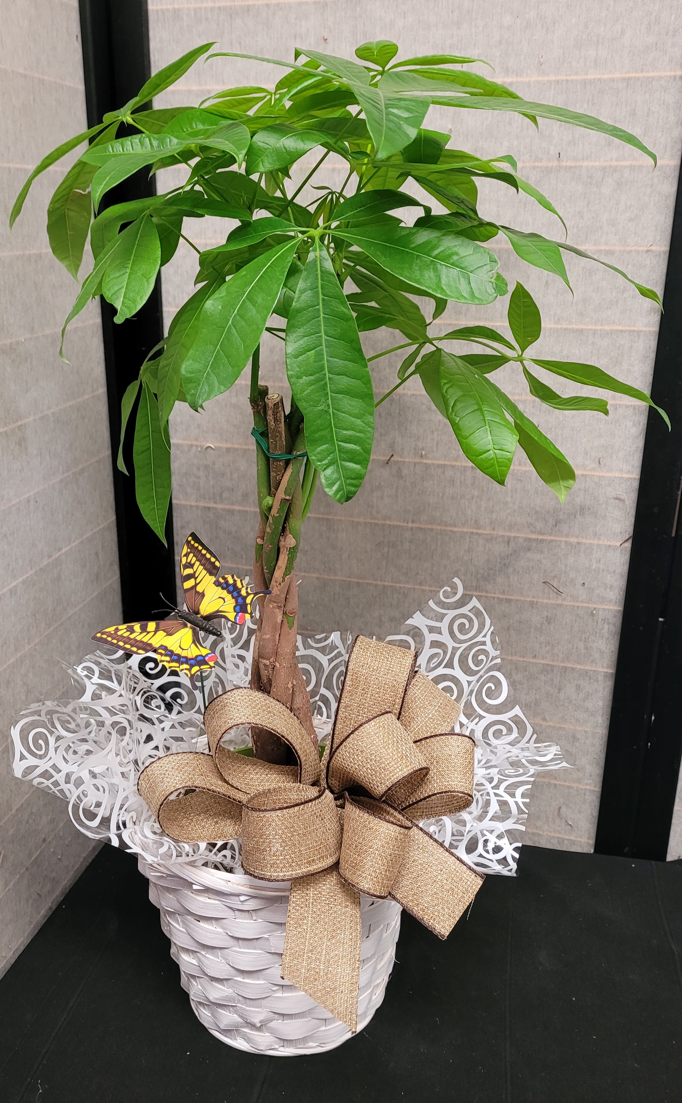 Potted money tree plant in a white basket with a burlap bow and butterfly picks