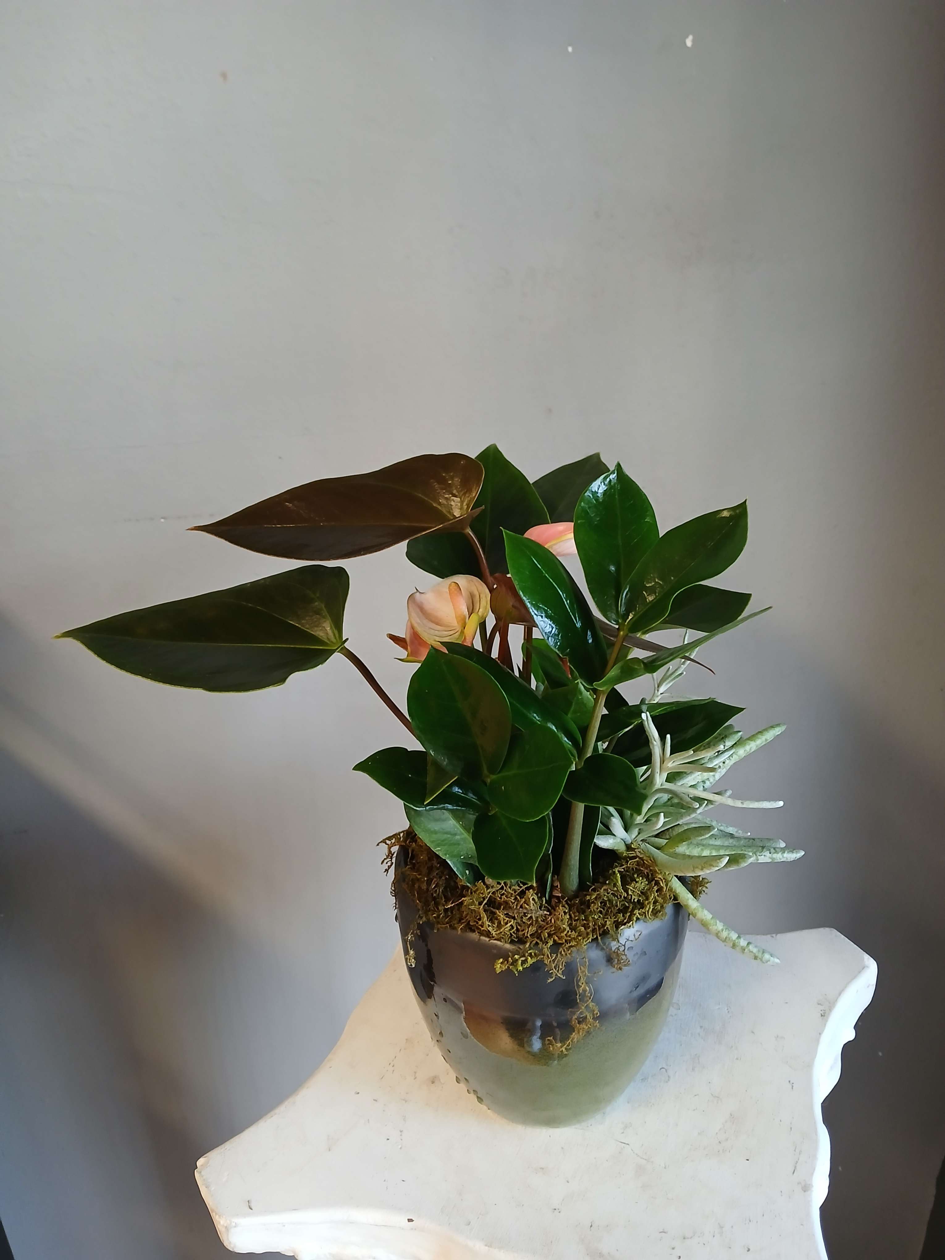 Potted tropical plant arrangement with glossy leaves and pale pink blooms