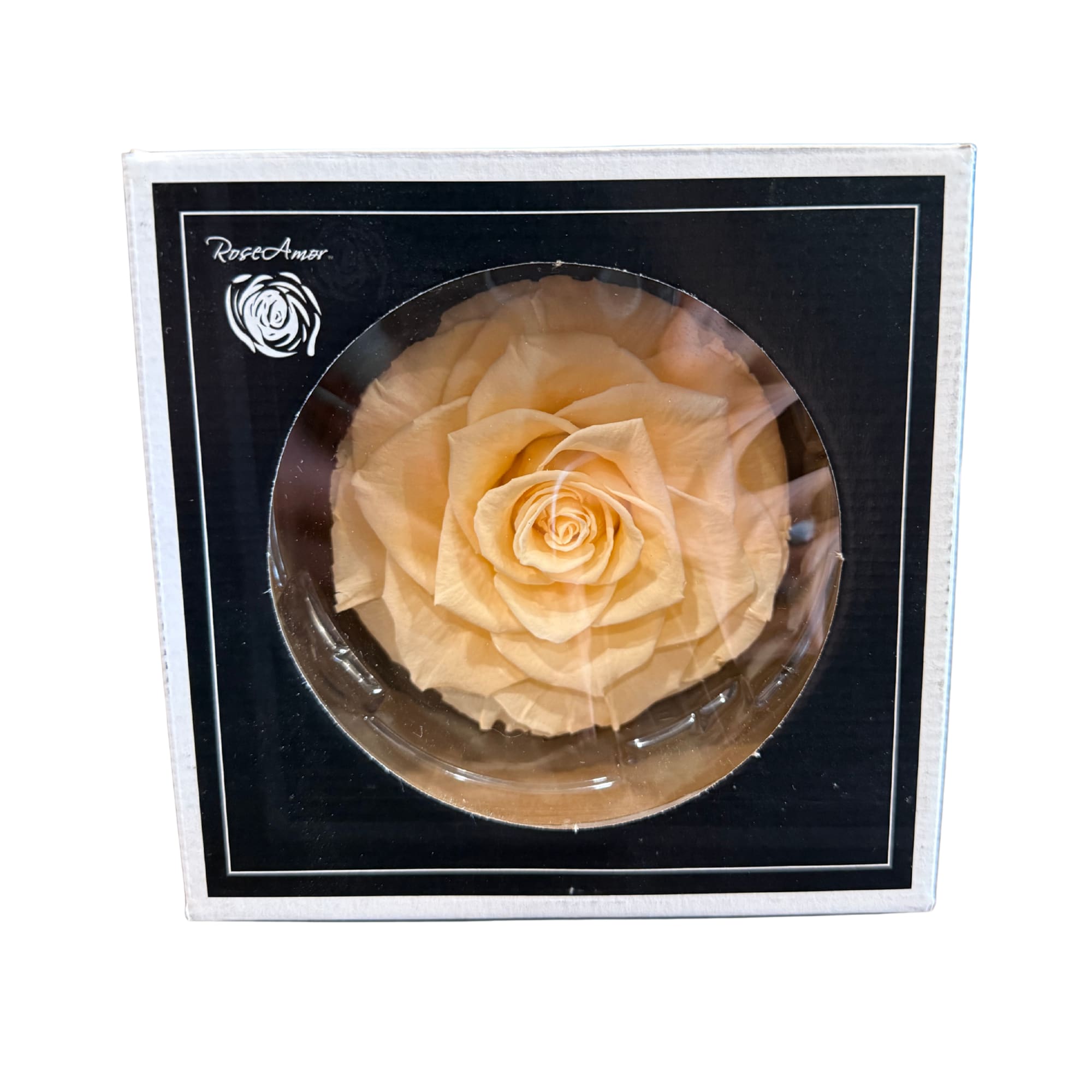 Cream Preserved Rose  - Beautifully preserved cream colored rose!