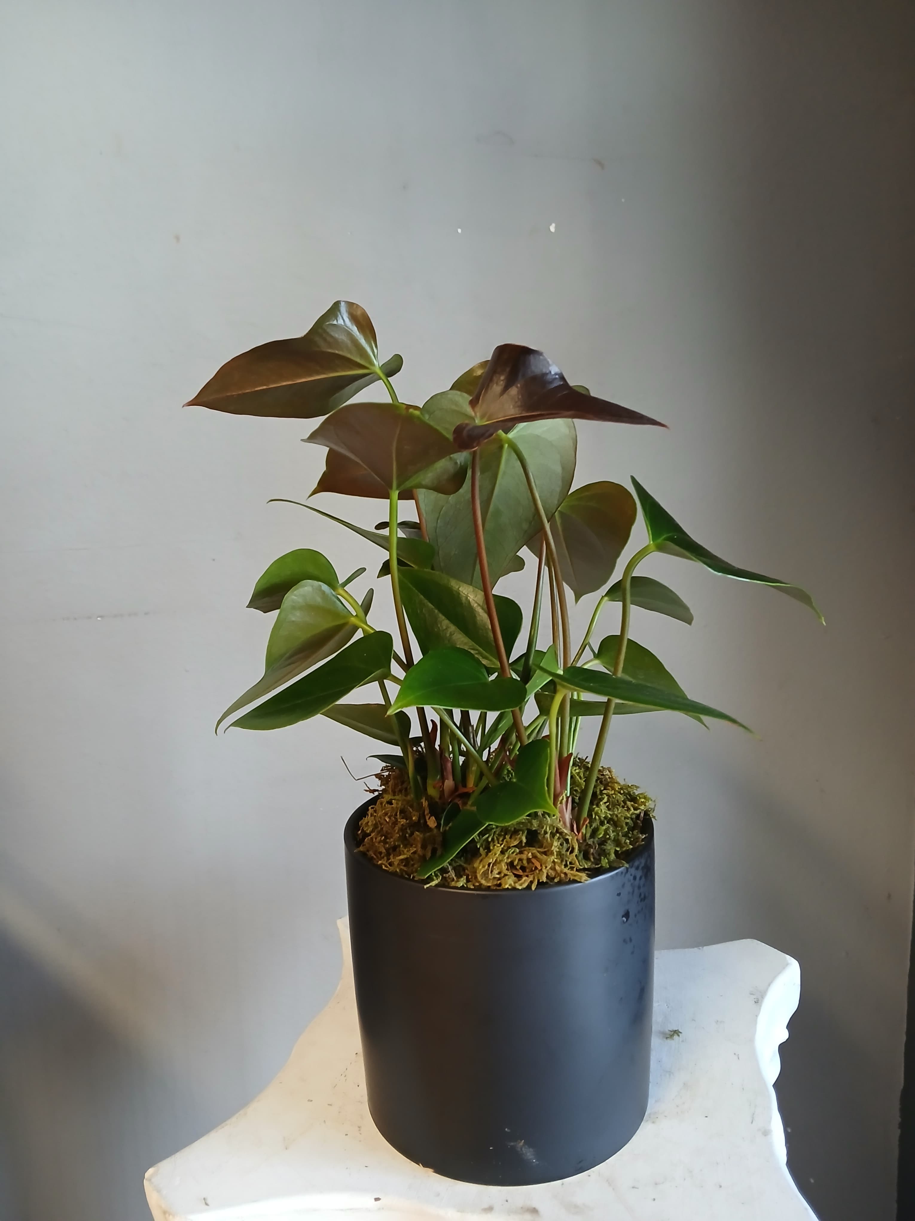Potted tropical plant with glossy heart-shaped leaves in a black container