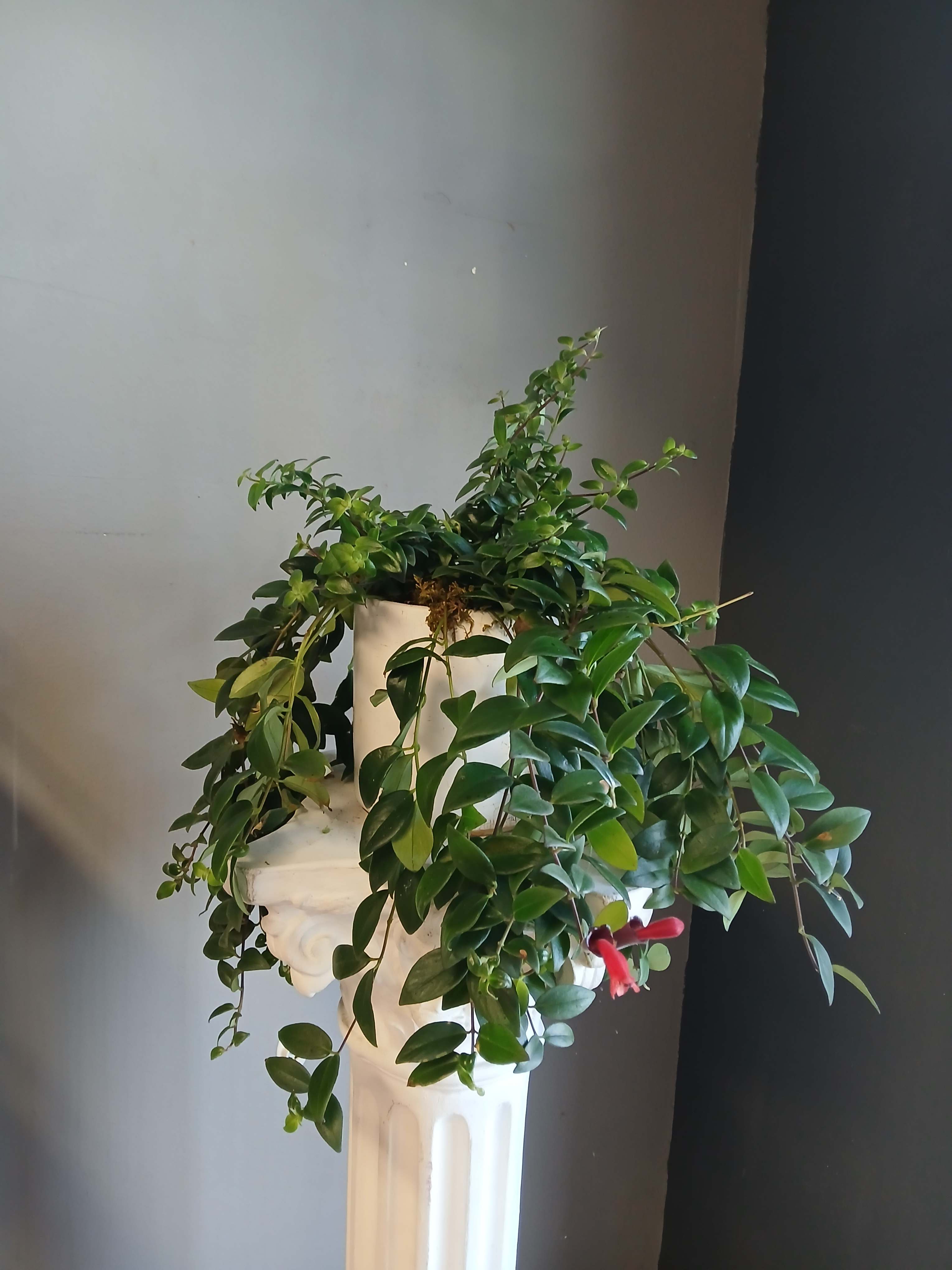 Trailing green potted plant in a white pedestal planter