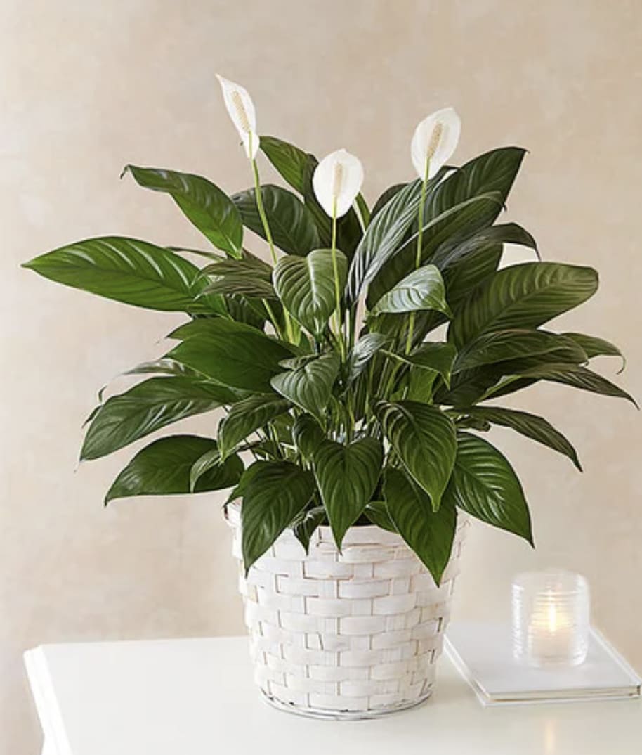 White peace lilies in a woven basket planter