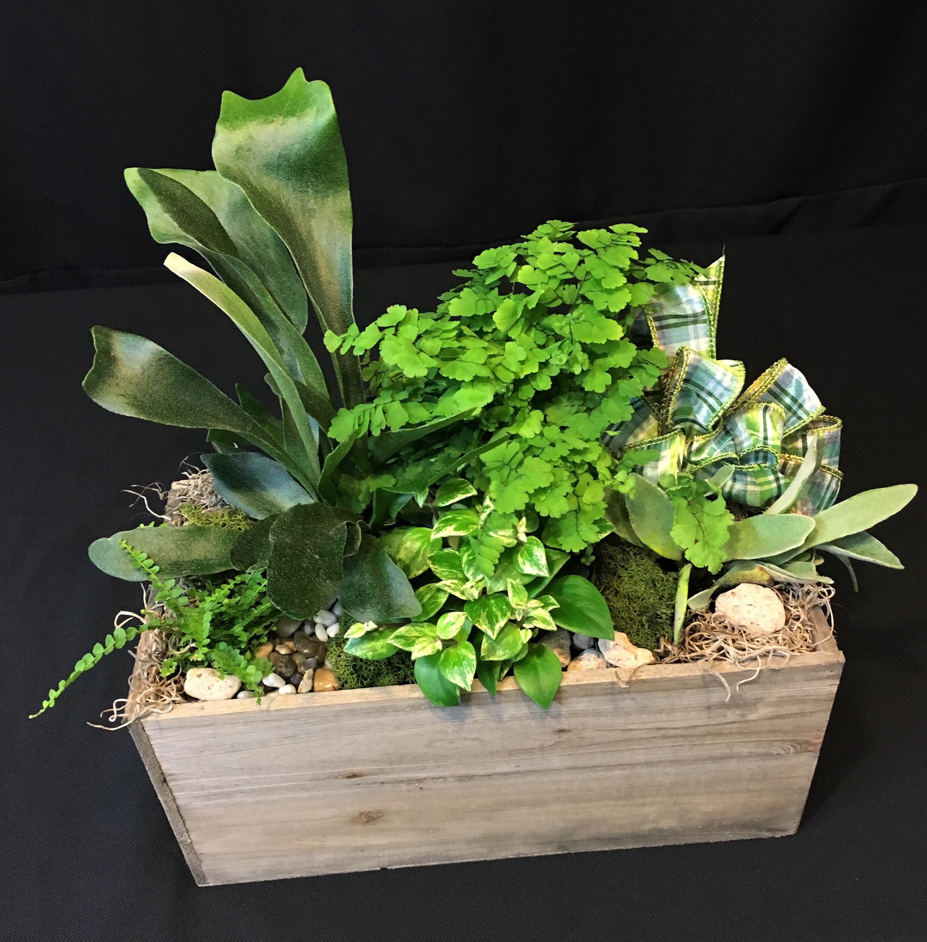 Woodland Planter Box - Ferns of varying types, plus interesting little outdoor shade lovers in a wooden plant box. Plants may vary.*  Long lasting       Nice choice for man plant lovers! Rustic!