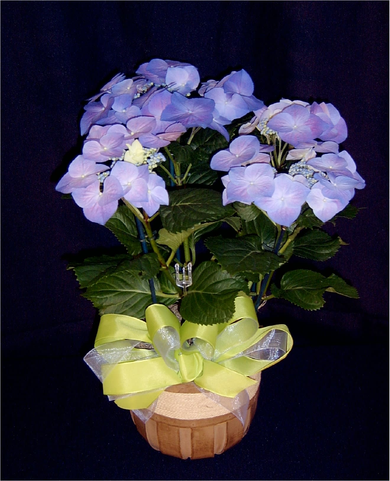 Hydrangea Plant* Or Seasonal Blooming Plant - When blooming hydrangea aren't available, we will substitute with a different blooming plant. 6" pot size. Color will vary.  Acid loving hydrangea plants make a wonderful gift of blossoms.  We'll dress your gift with a basket and bow to compliment the bloom color.  Hydrangeas will last a long time indoor before they can go out in the shade of the garden for years of enjoyment and flowers.