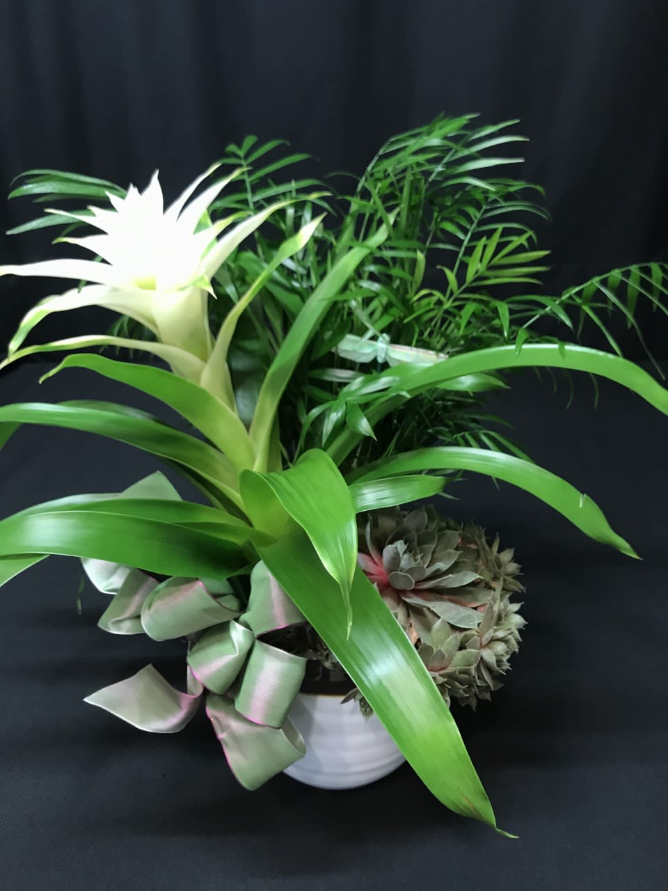 Dish garden of tropical green plants with a white bromeliad bloom in a white ceramic pot with ribbon.