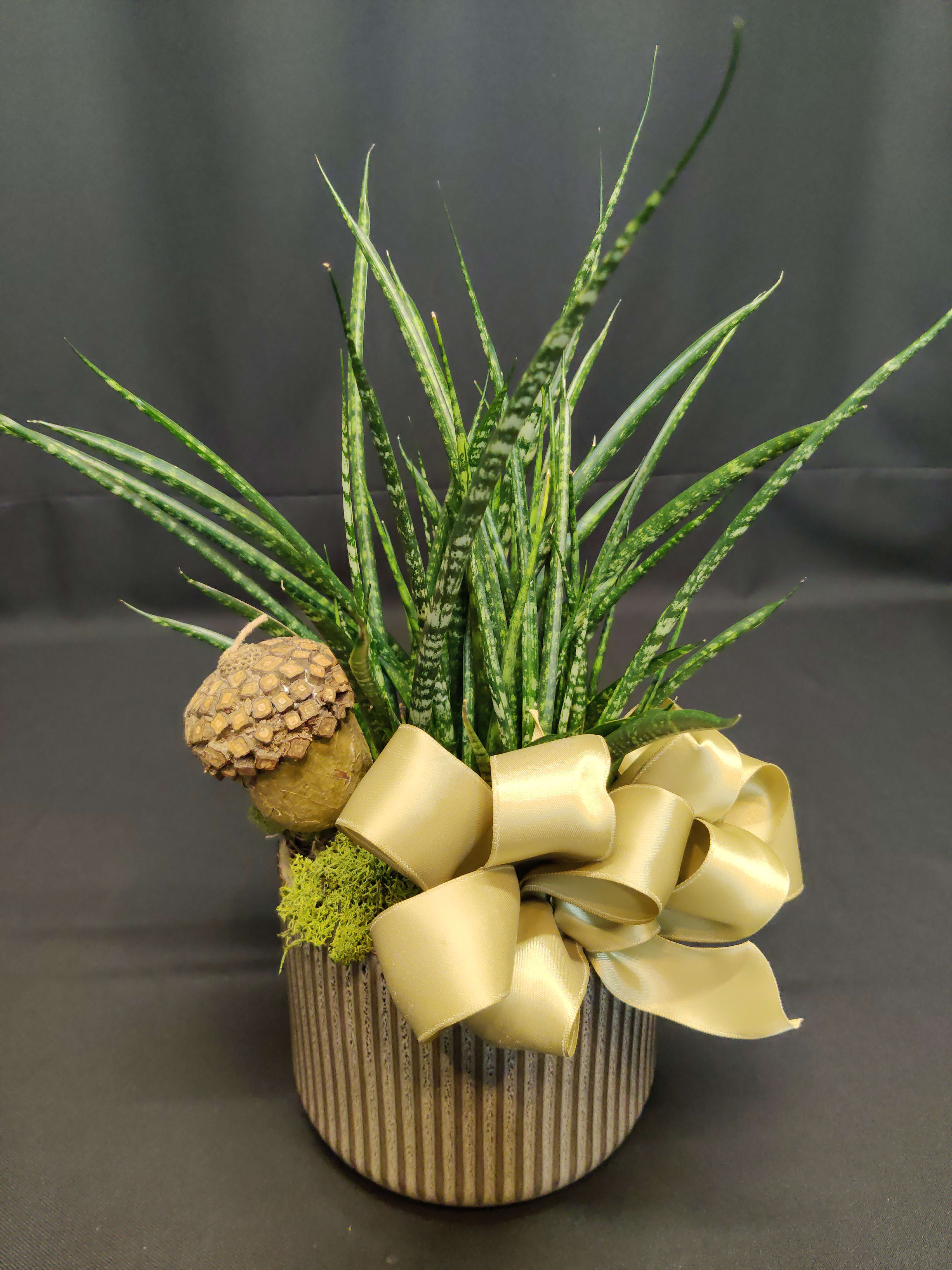 Premium Modern Potted Plant in Autumn - Clean design, modern look. Plants and containers vary. A type of autumn accent will adorn the plant and may also vary.  Easy care indoor plant.  This is a very thoughtful pick-me-up gift. 