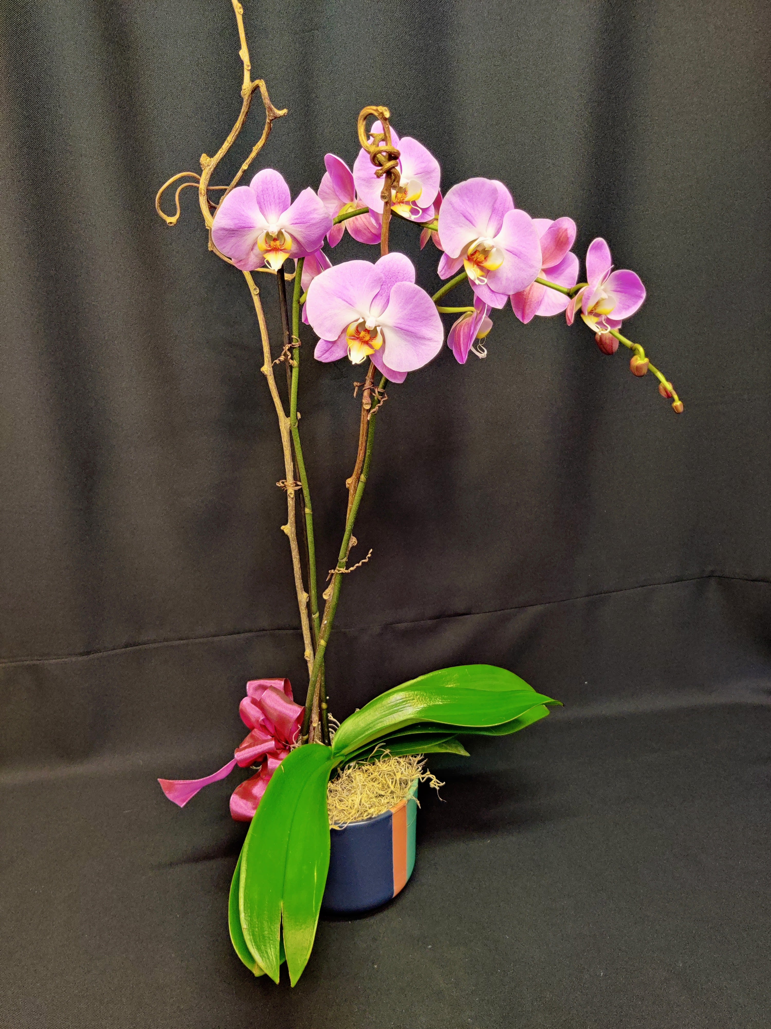 Pink orchid stems in a small pot with a ribbon bow