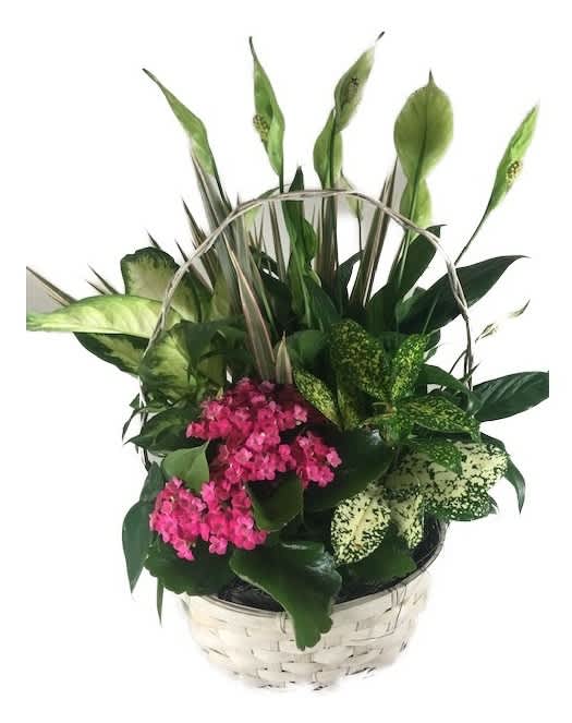 Basket of mixed green plants with tall peace lily foliage and a bright pink flowering plant