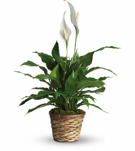Potted peace lily plant with white blooms in a woven basket