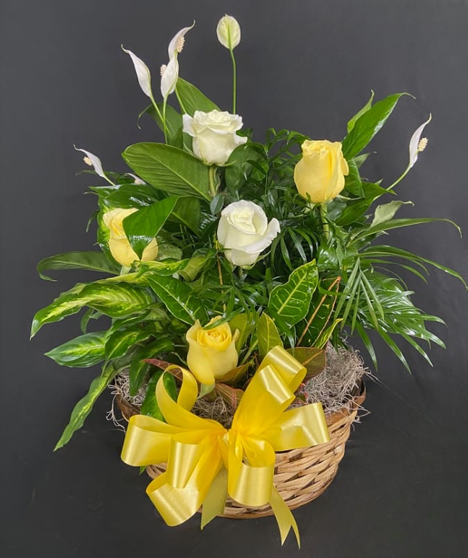 Basket arrangement of yellow and white roses with white peace lilies